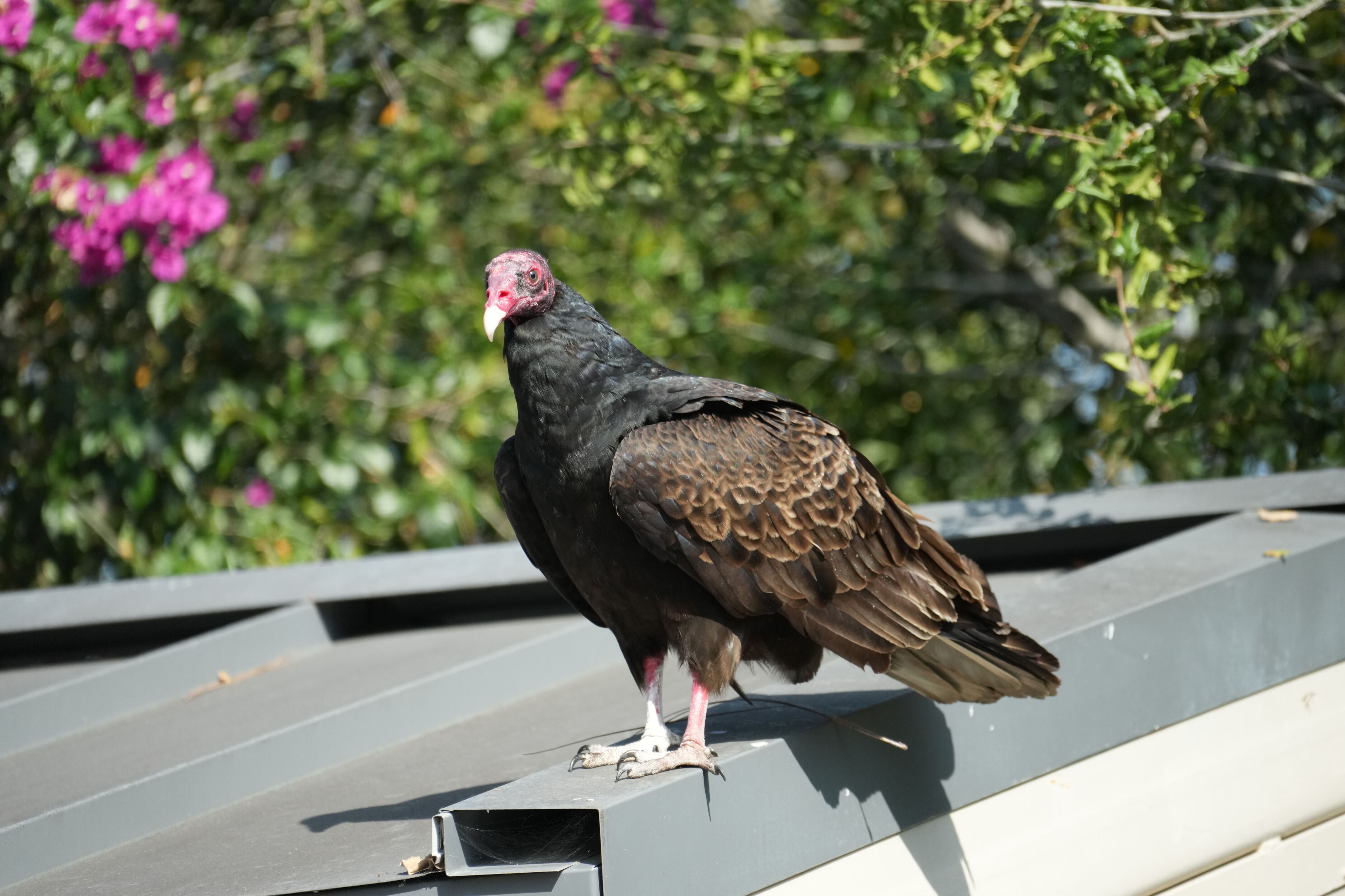 Mountain View Downtown