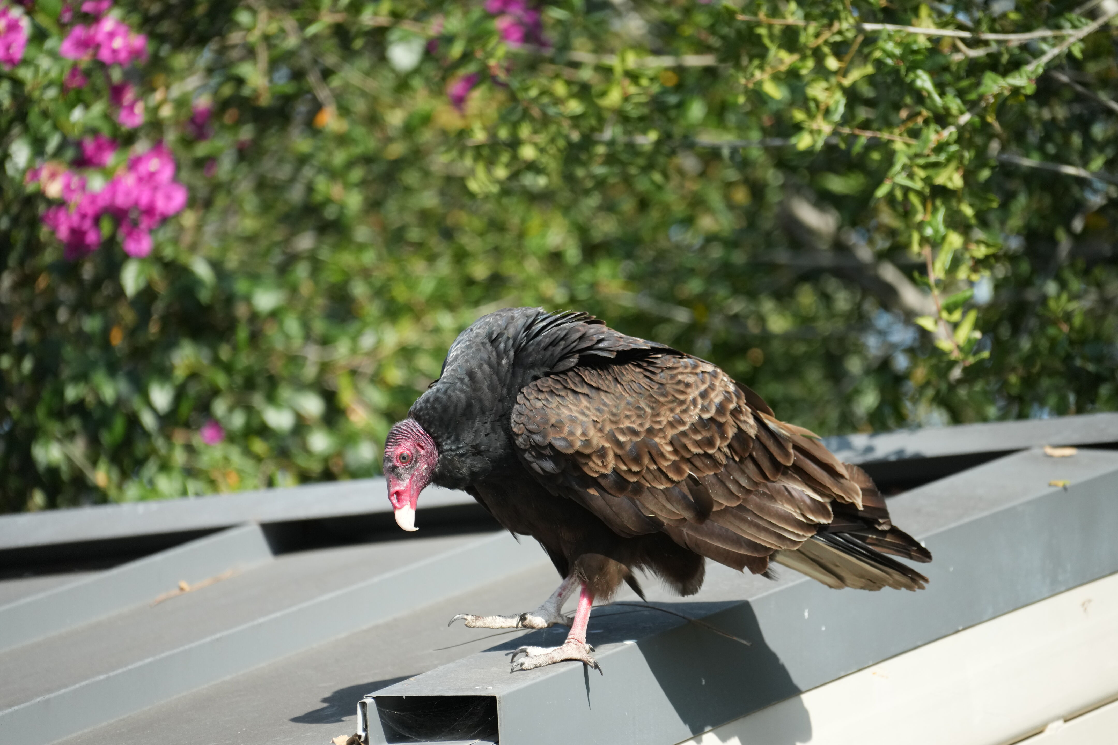 Mountain View Downtown