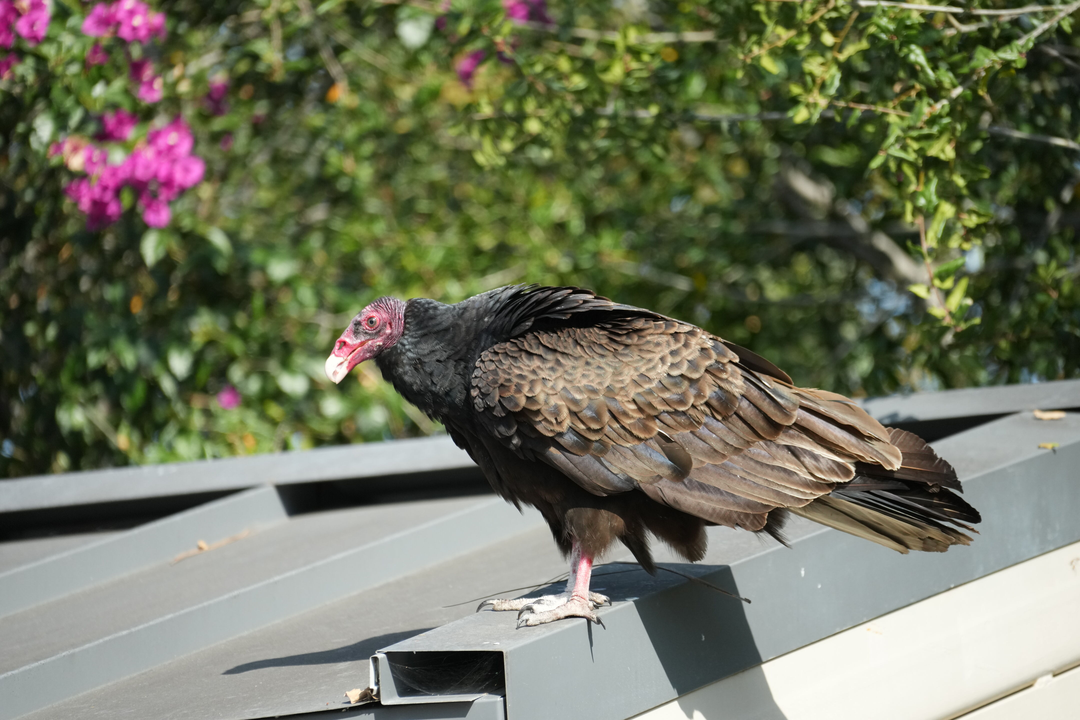 Mountain View Downtown