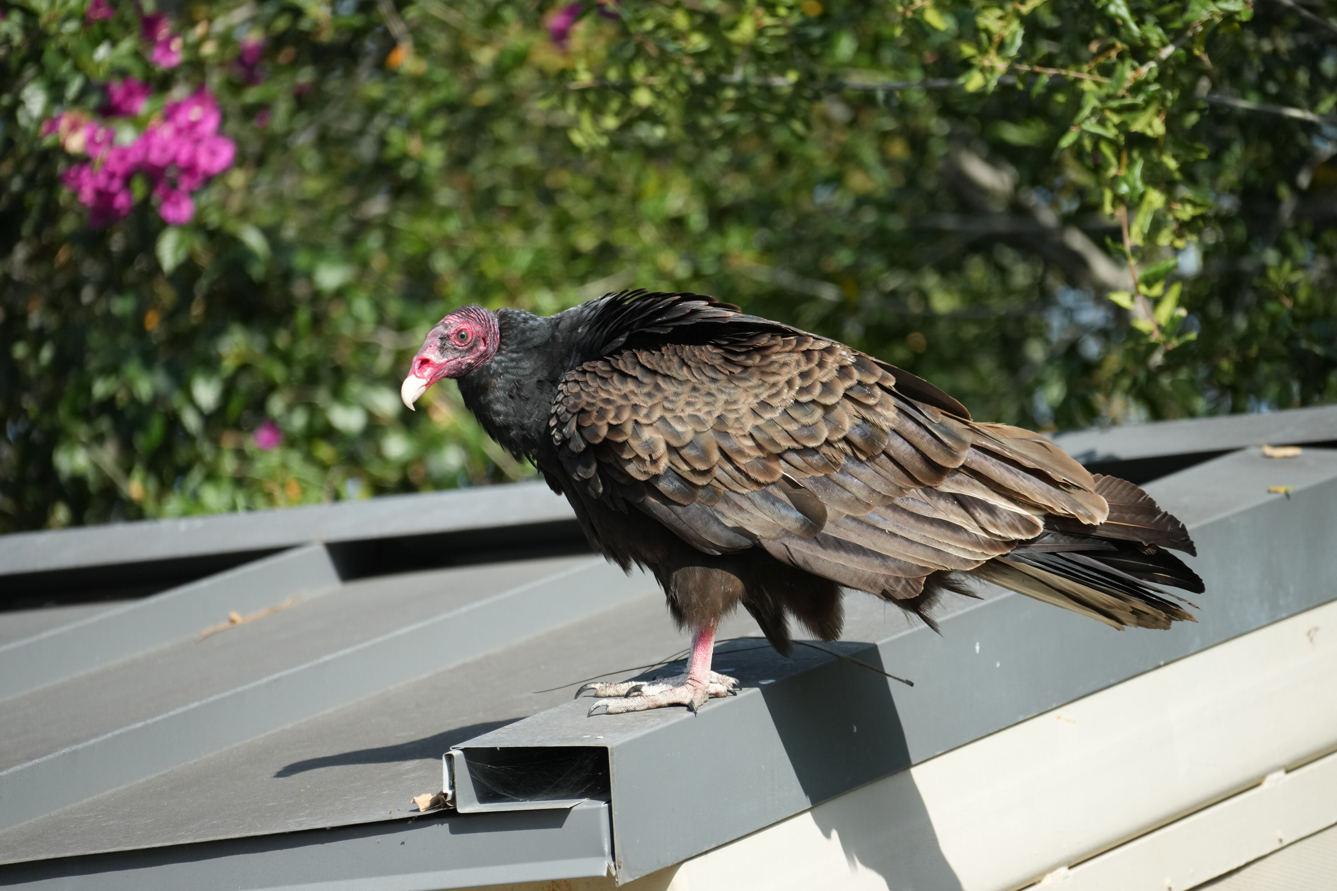 Mountain View Downtown