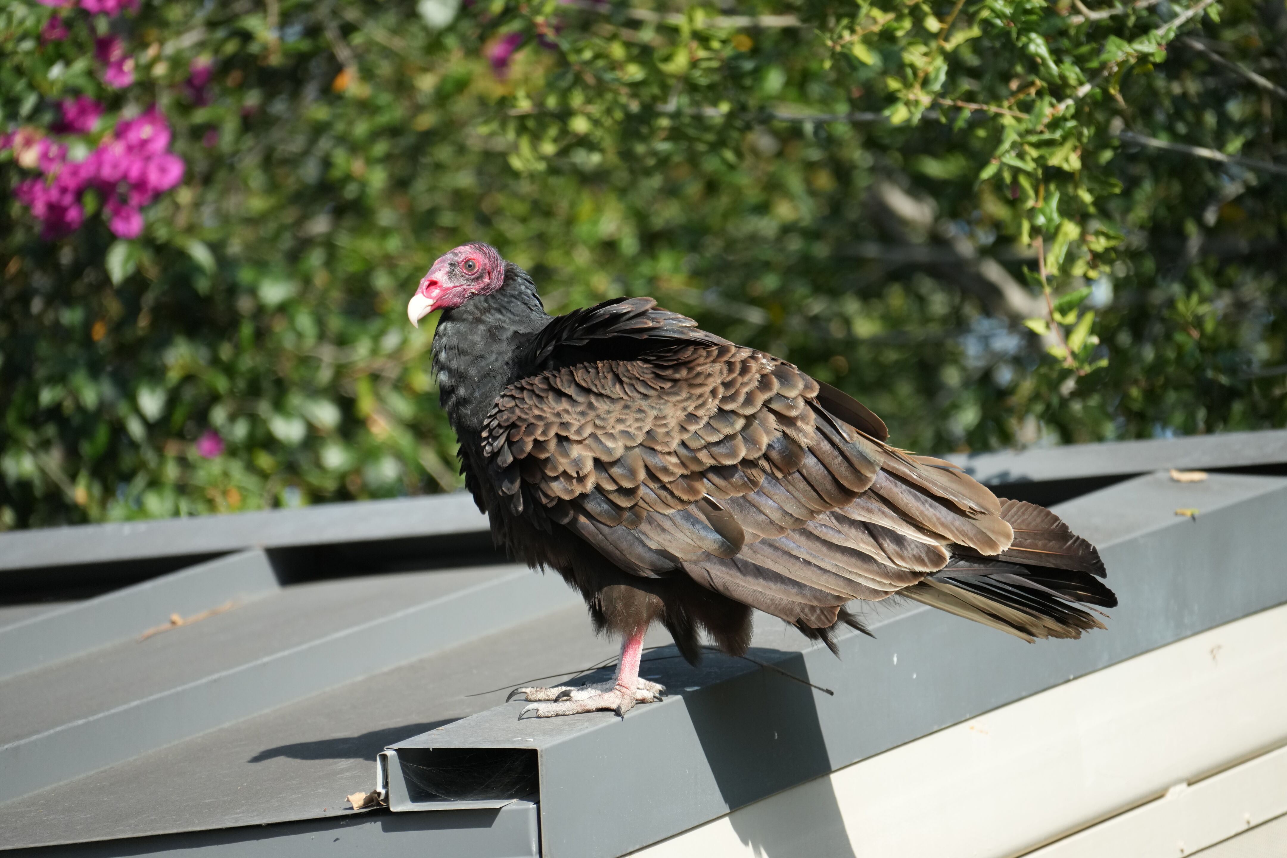 Mountain View Downtown