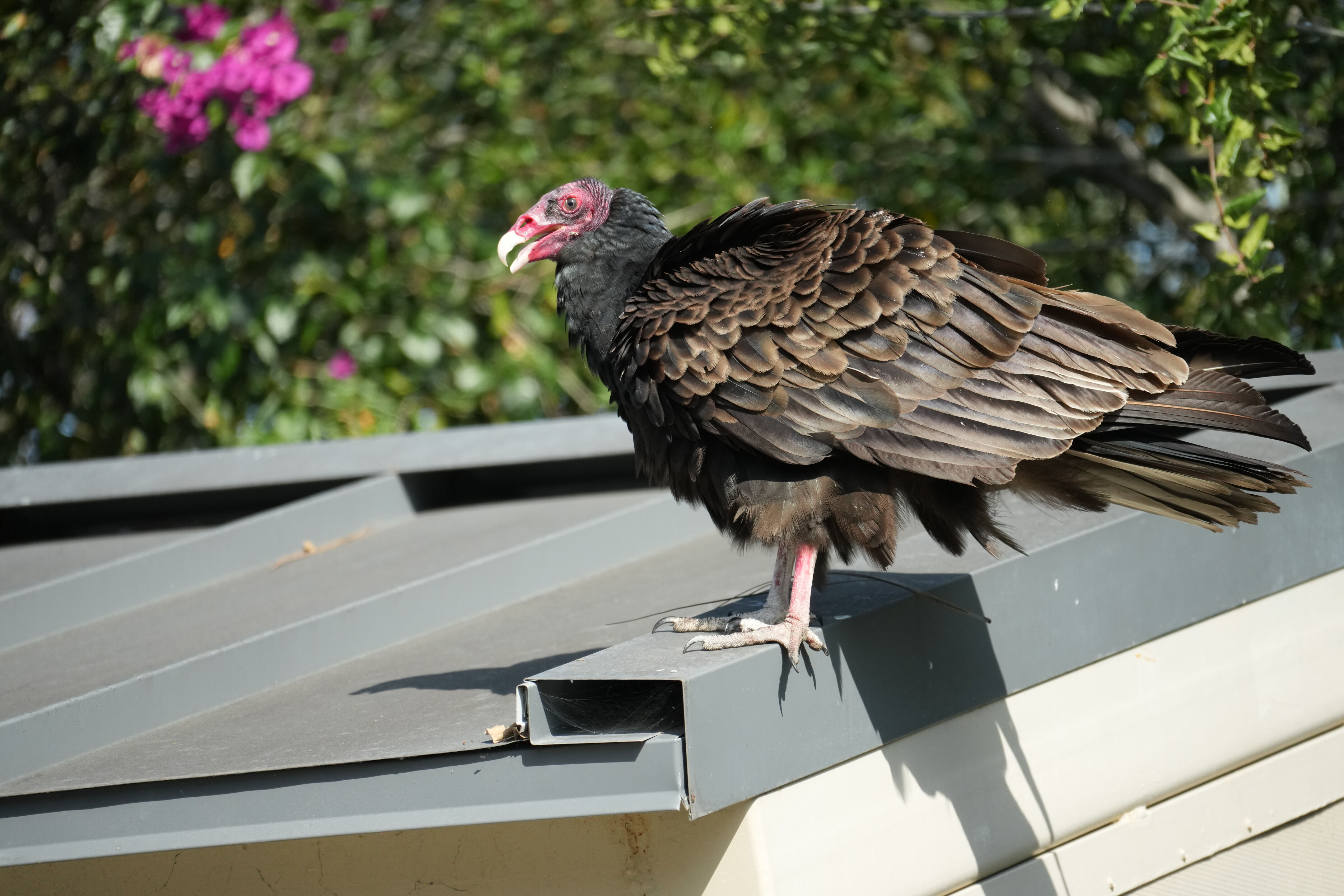 Mountain View Downtown