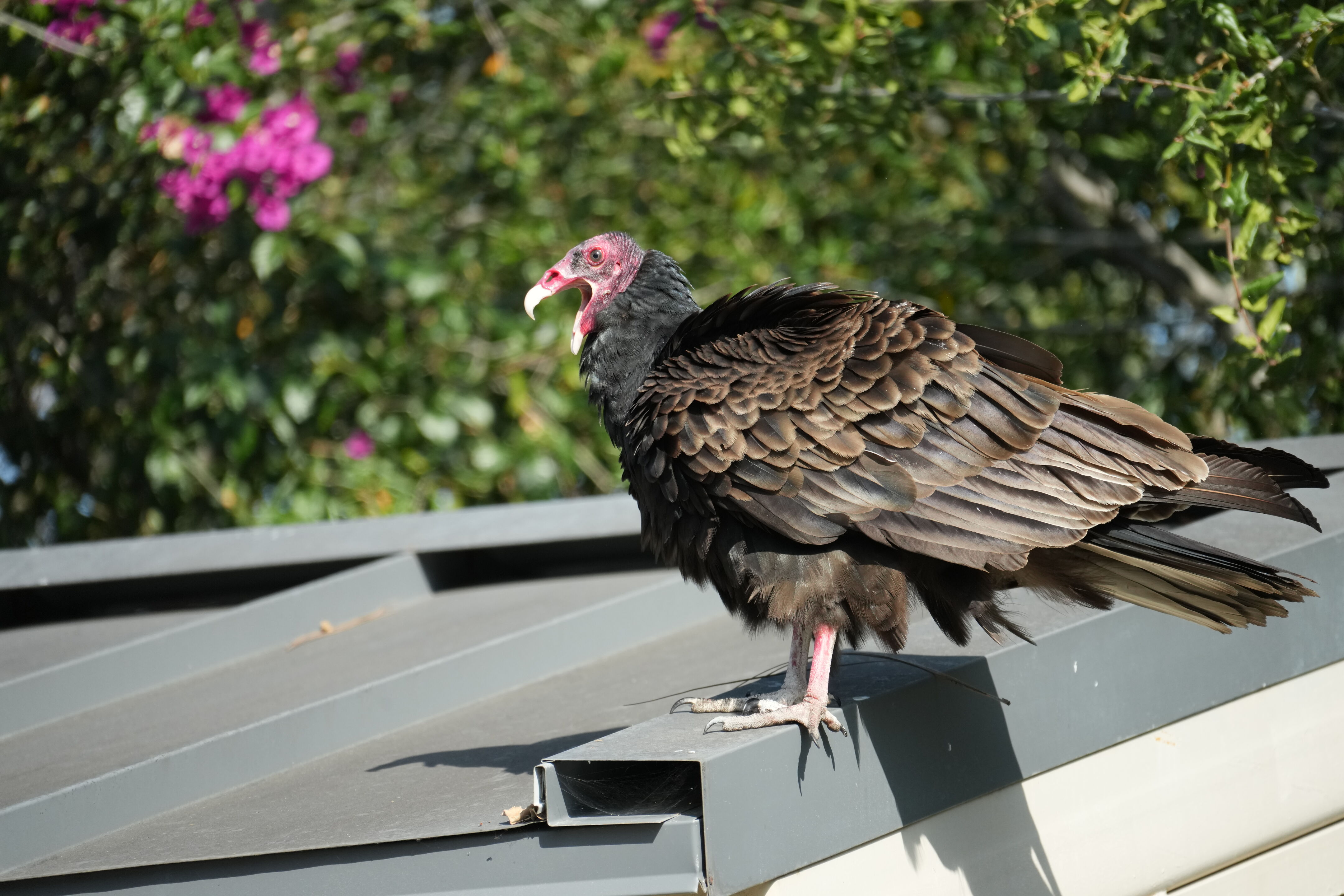 Mountain View Downtown