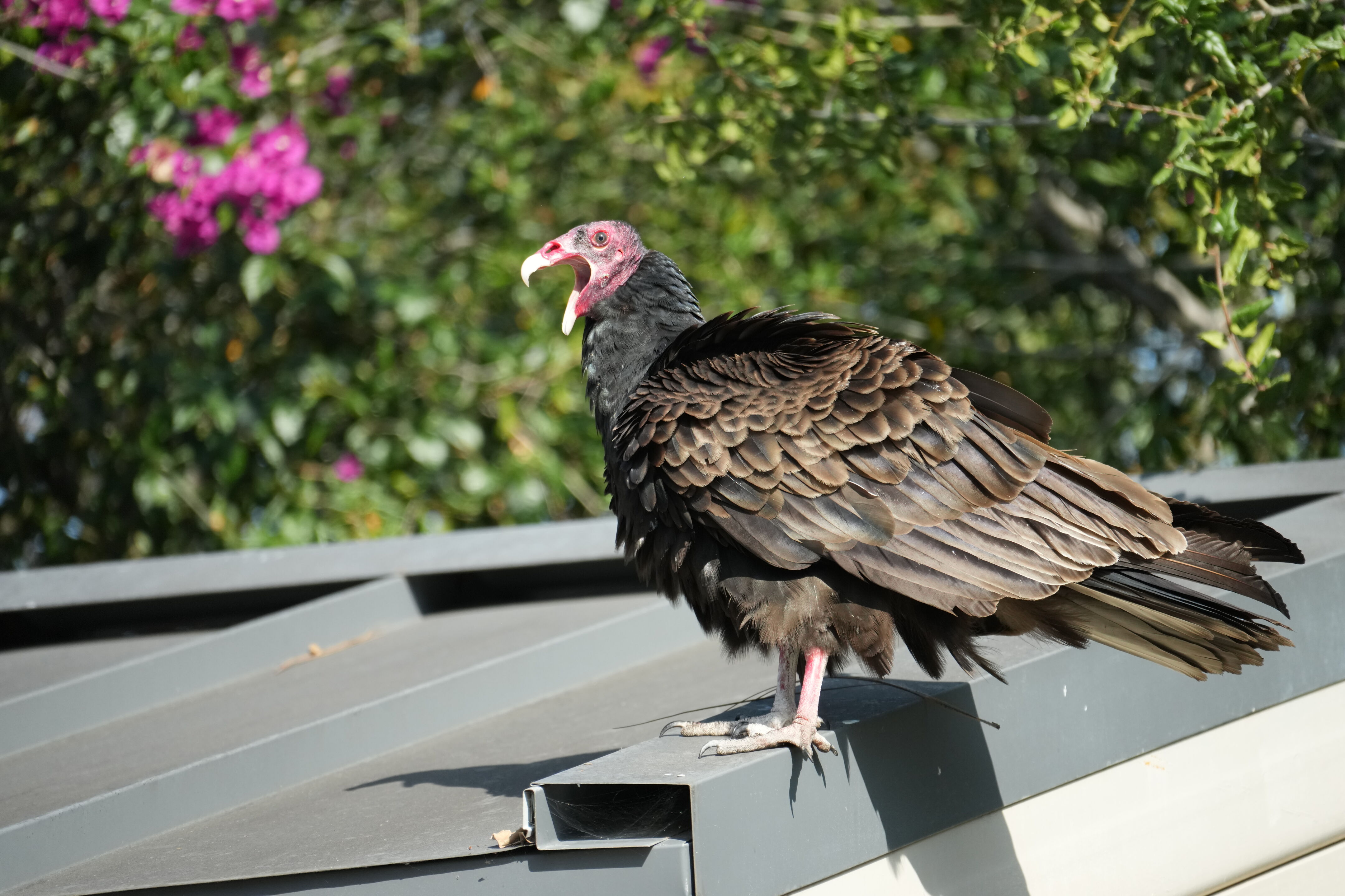 Mountain View Downtown