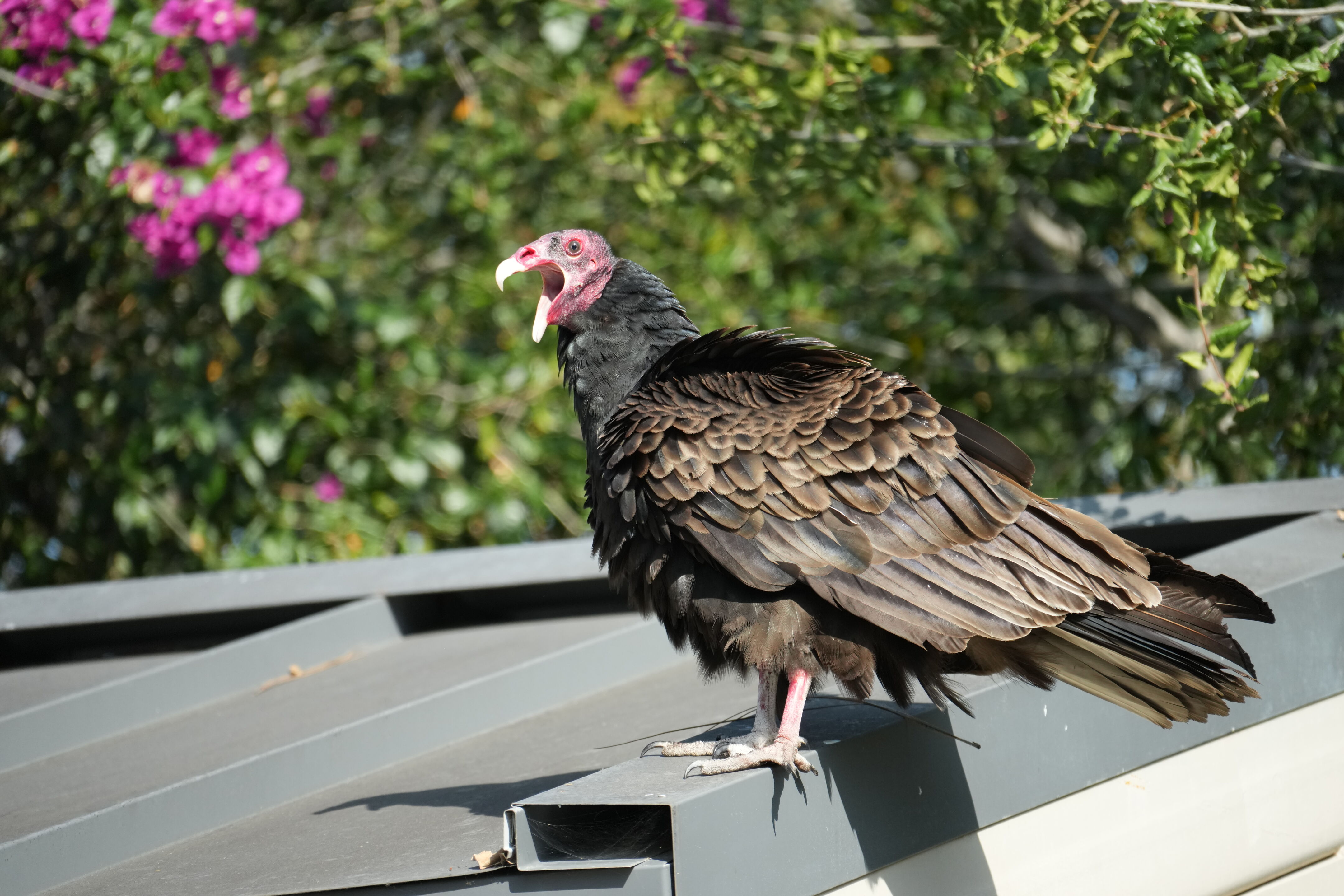 Mountain View Downtown