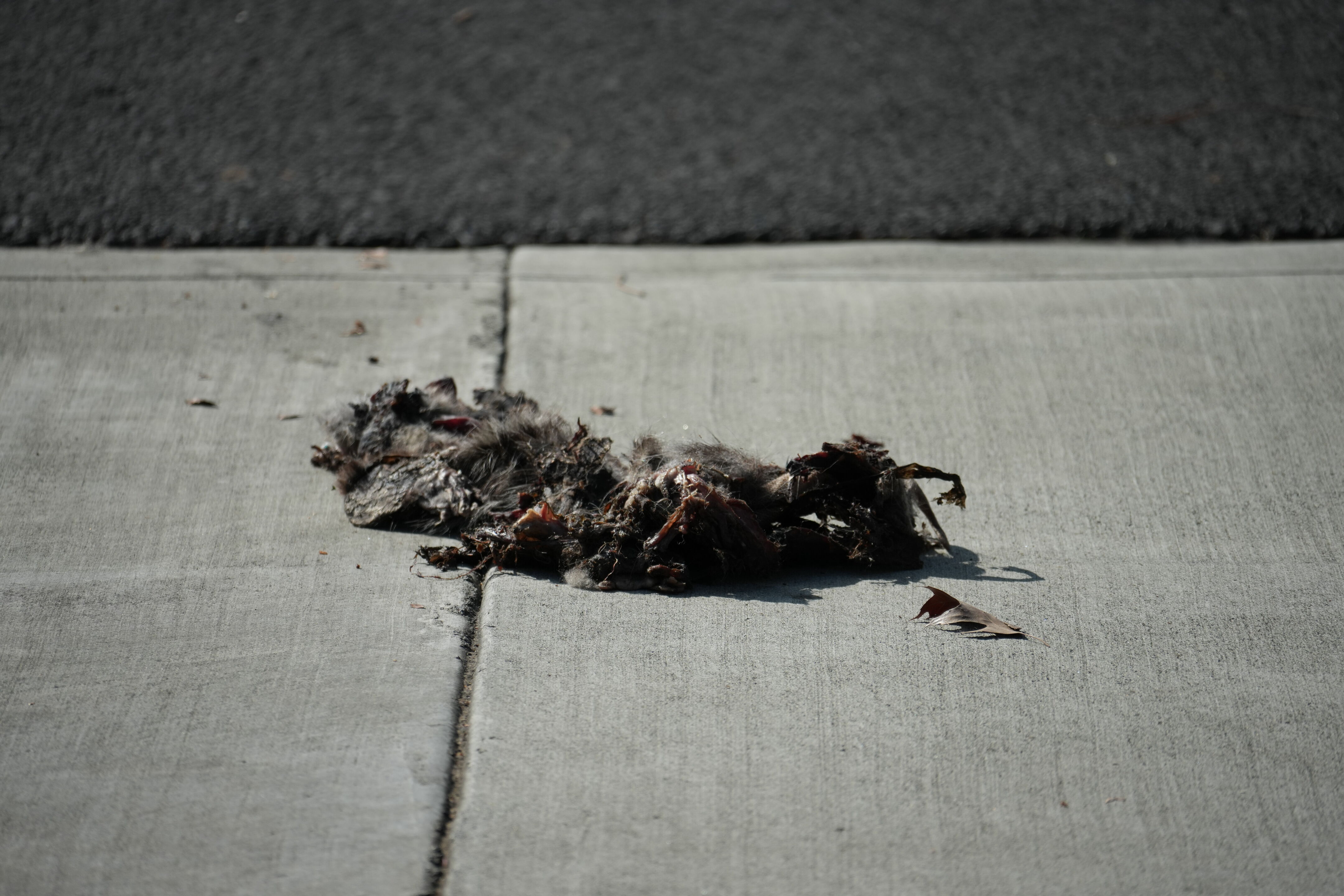 Mountain View Downtown