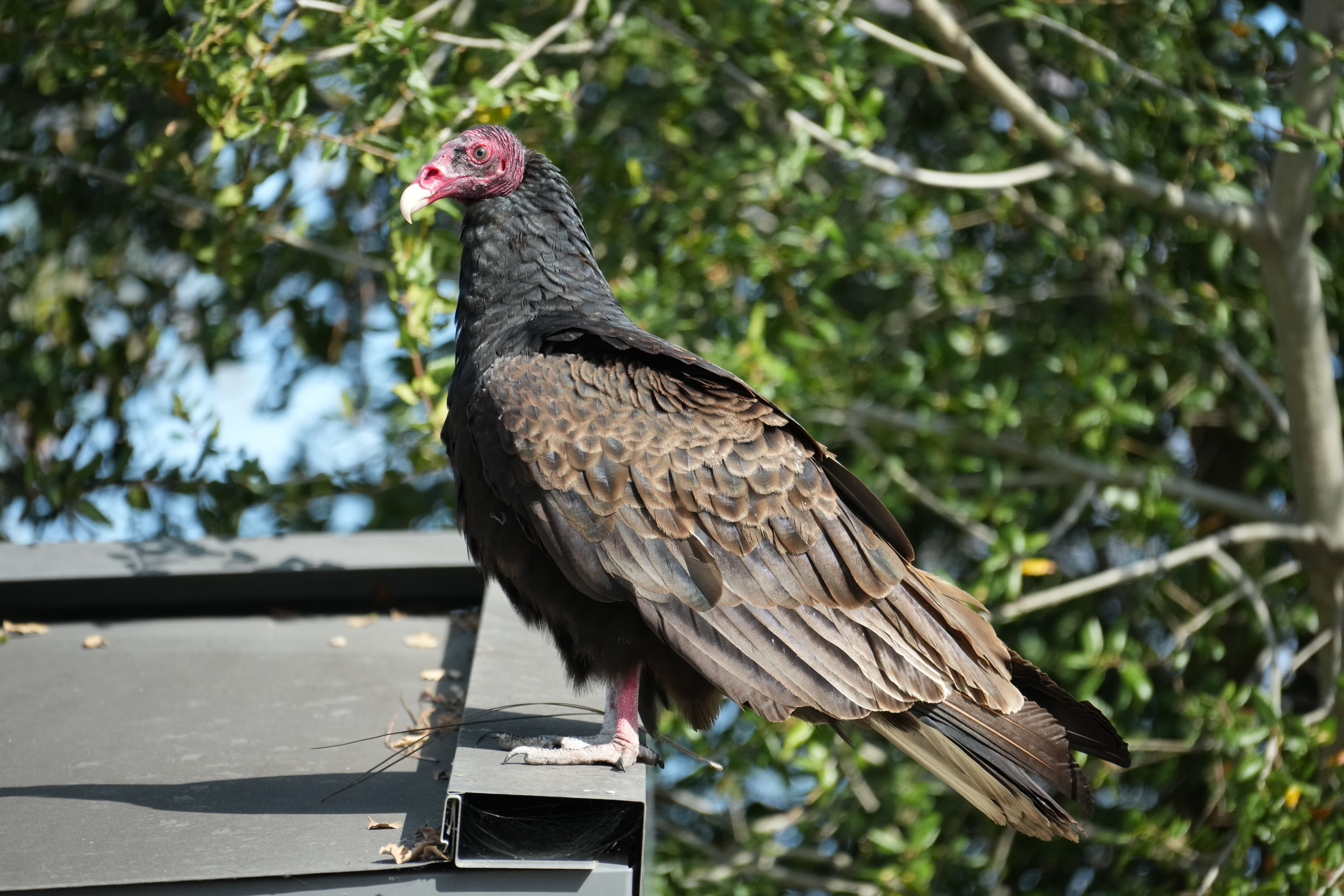 Mountain View Downtown