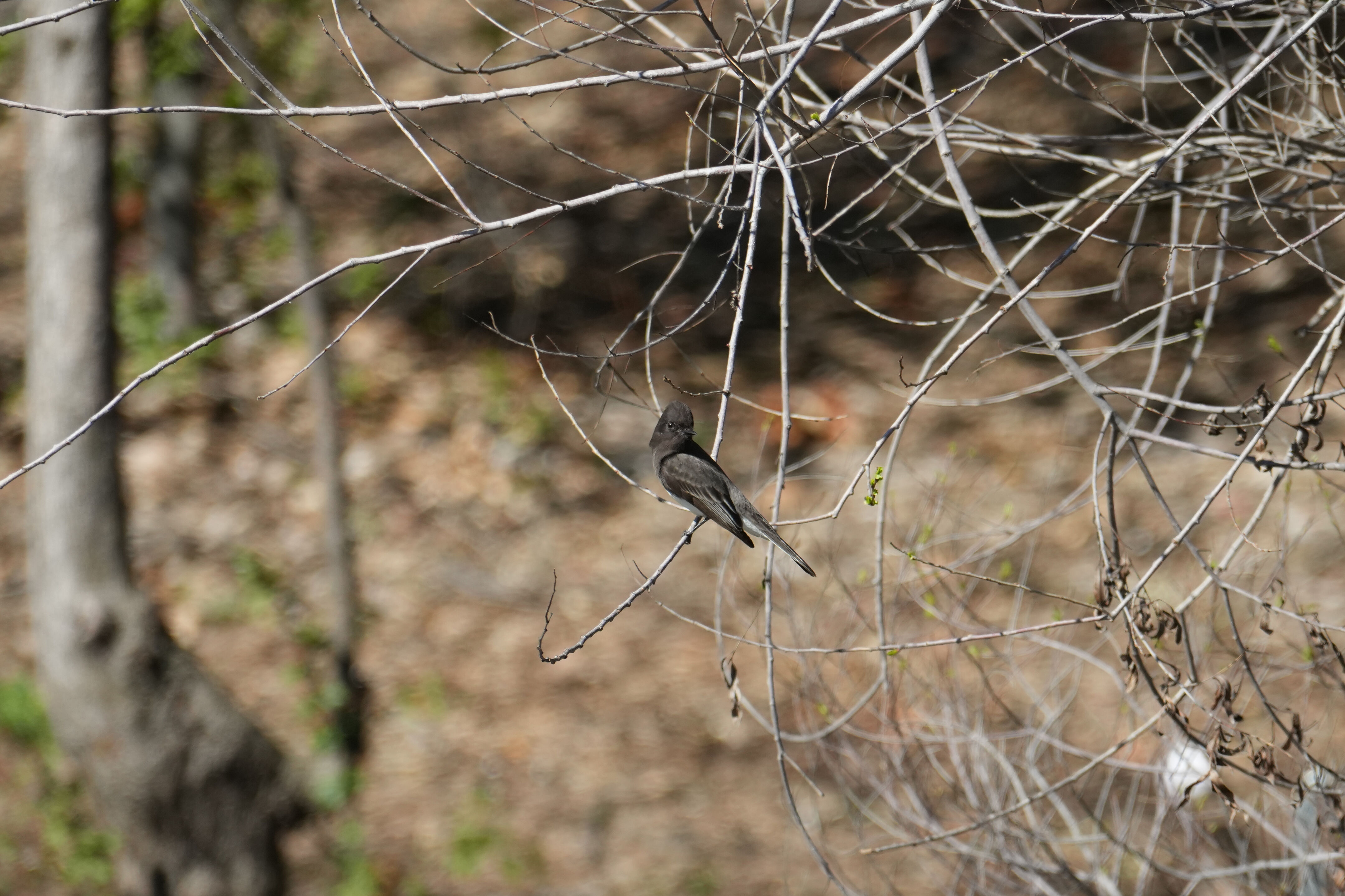 Marsh Creek Regional Trail