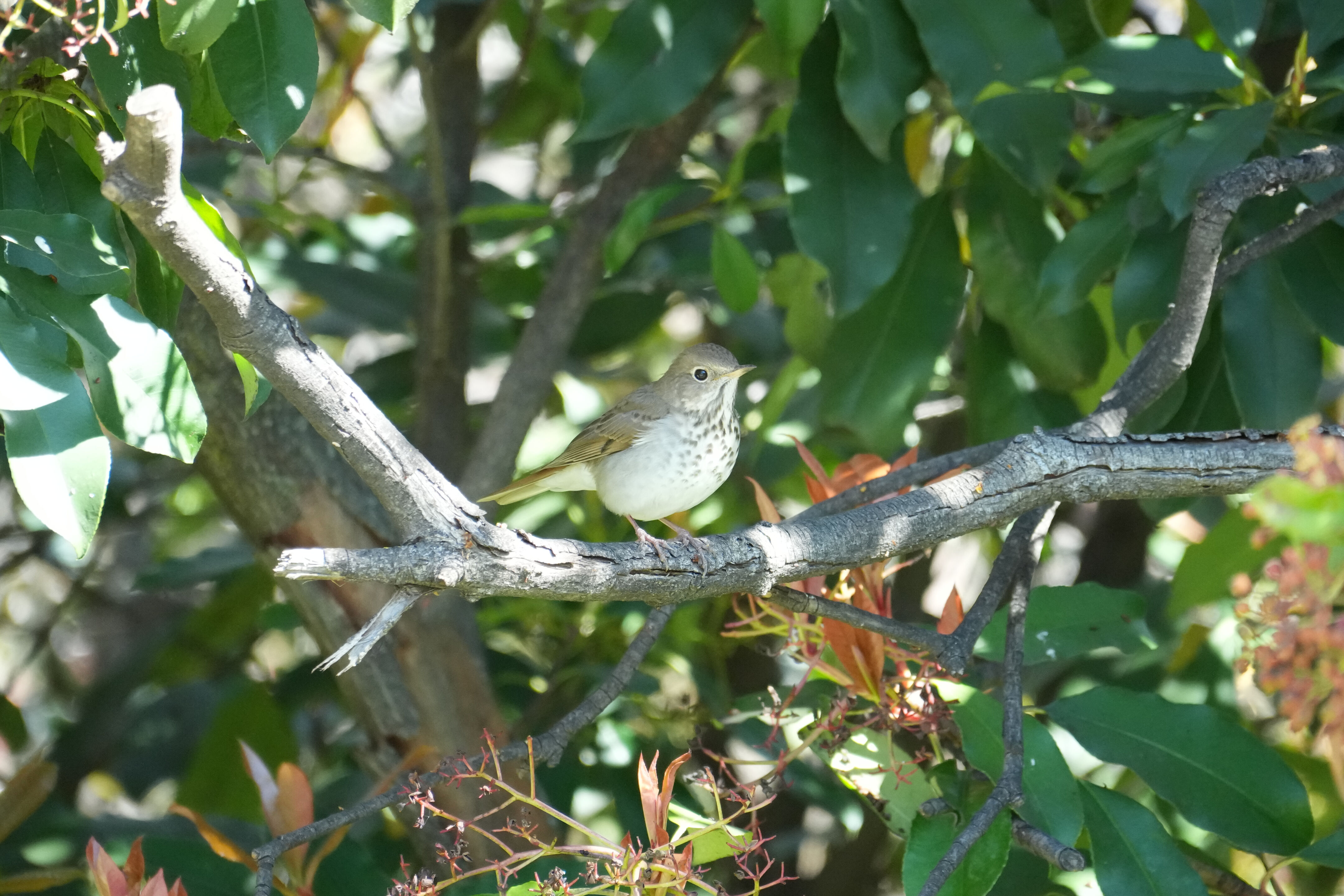 Marsh Creek Regional Trail
