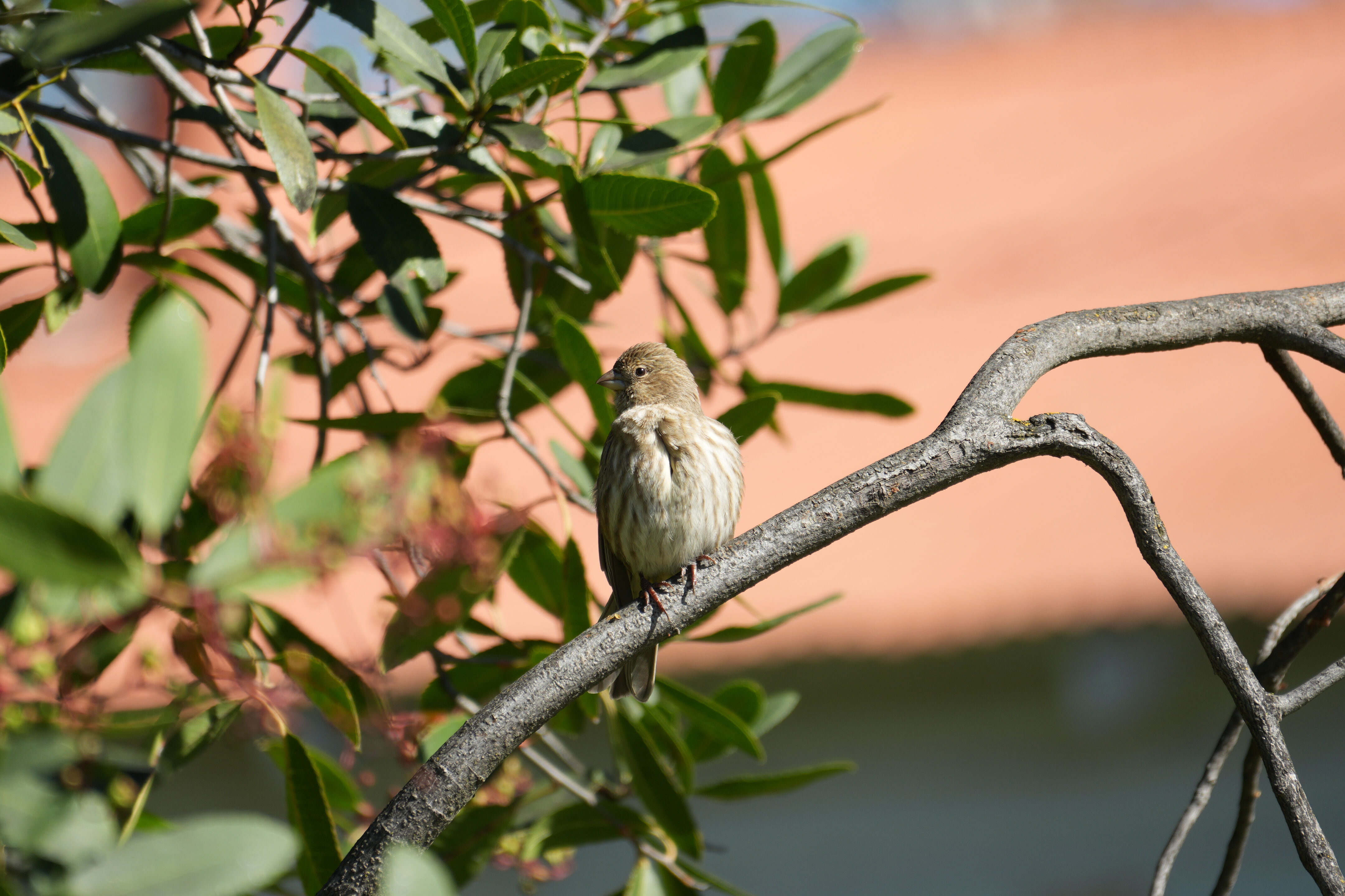 Marsh Creek Regional Trail