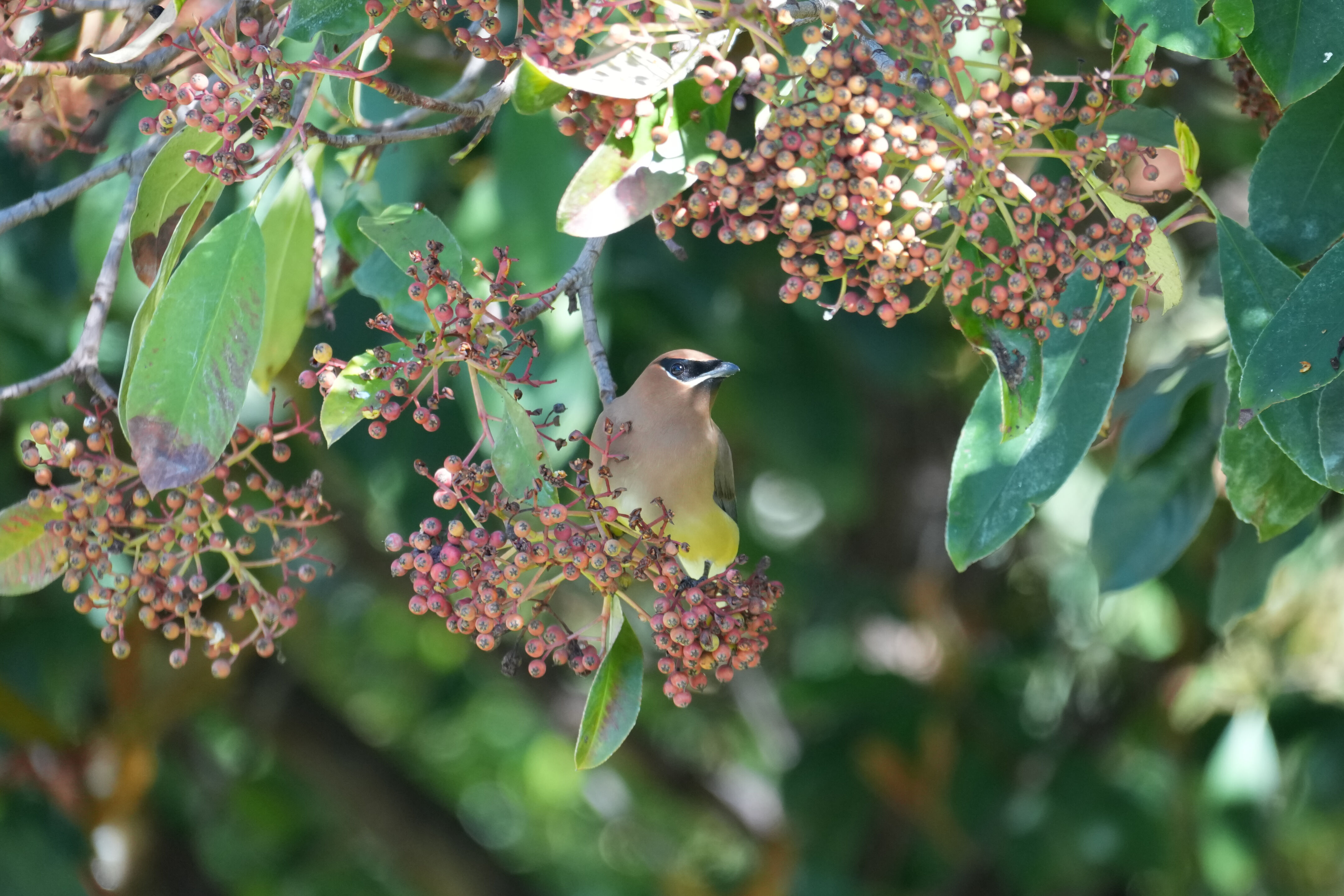 Marsh Creek Regional Trail