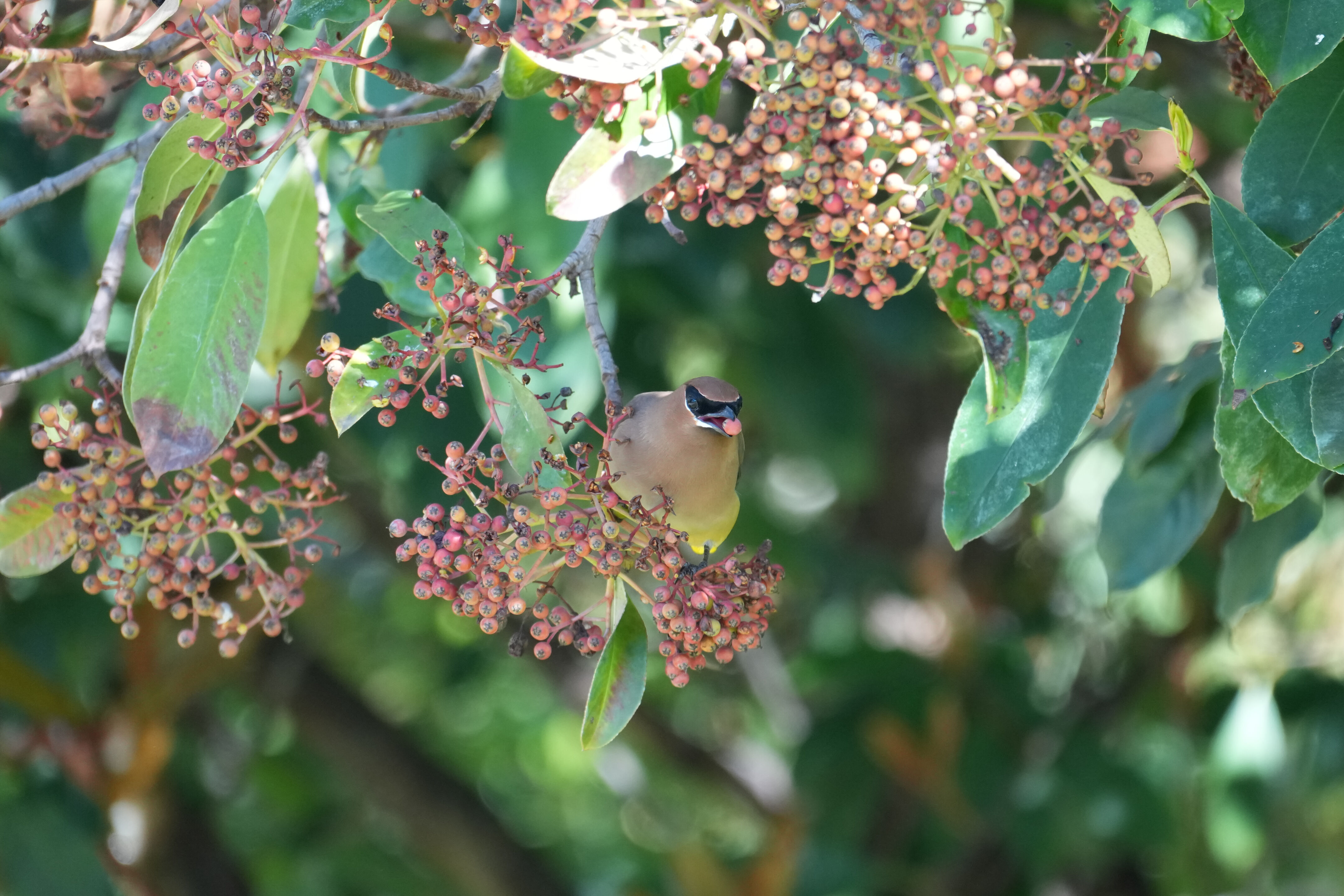 Marsh Creek Regional Trail