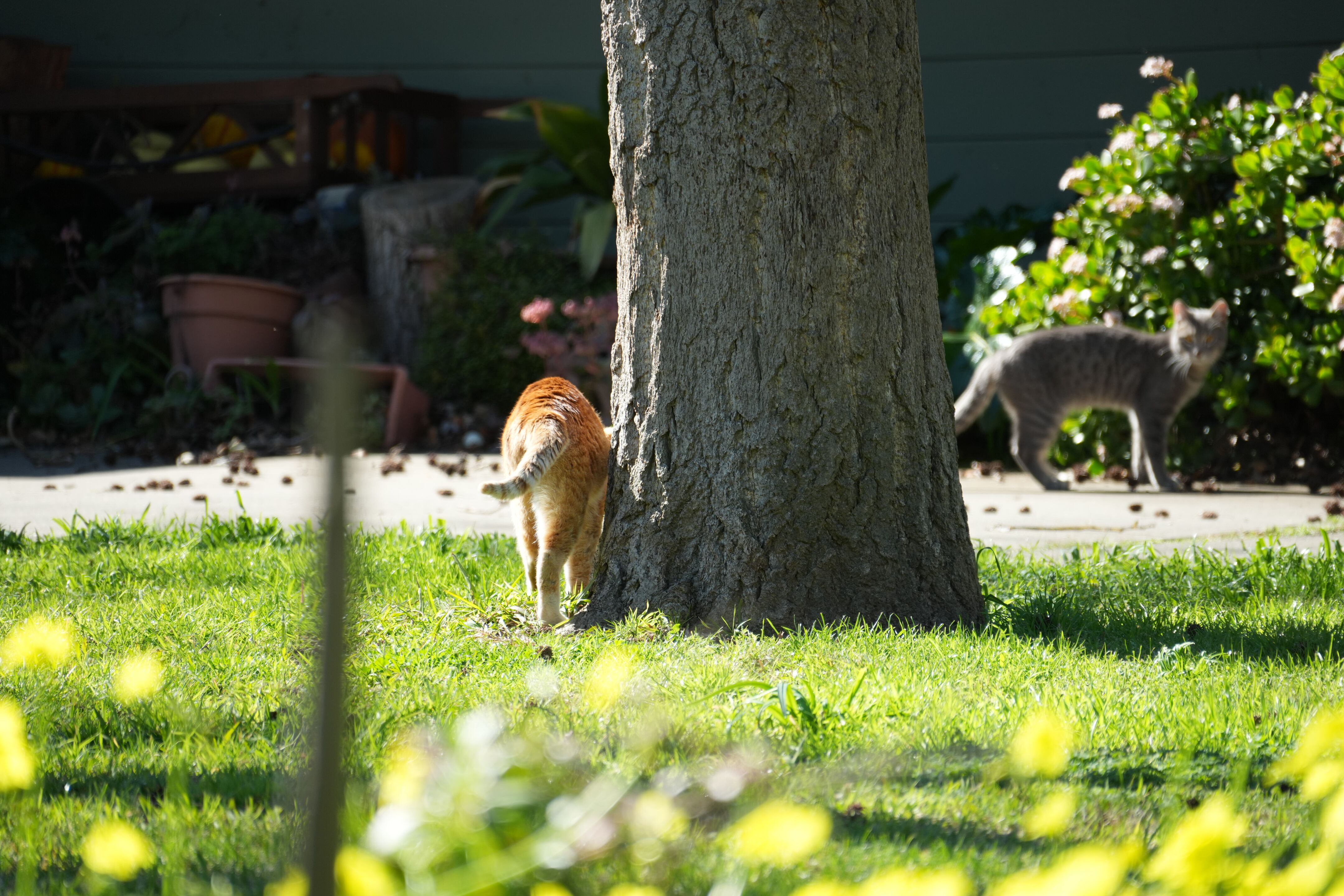Marsh Creek Regional Trail