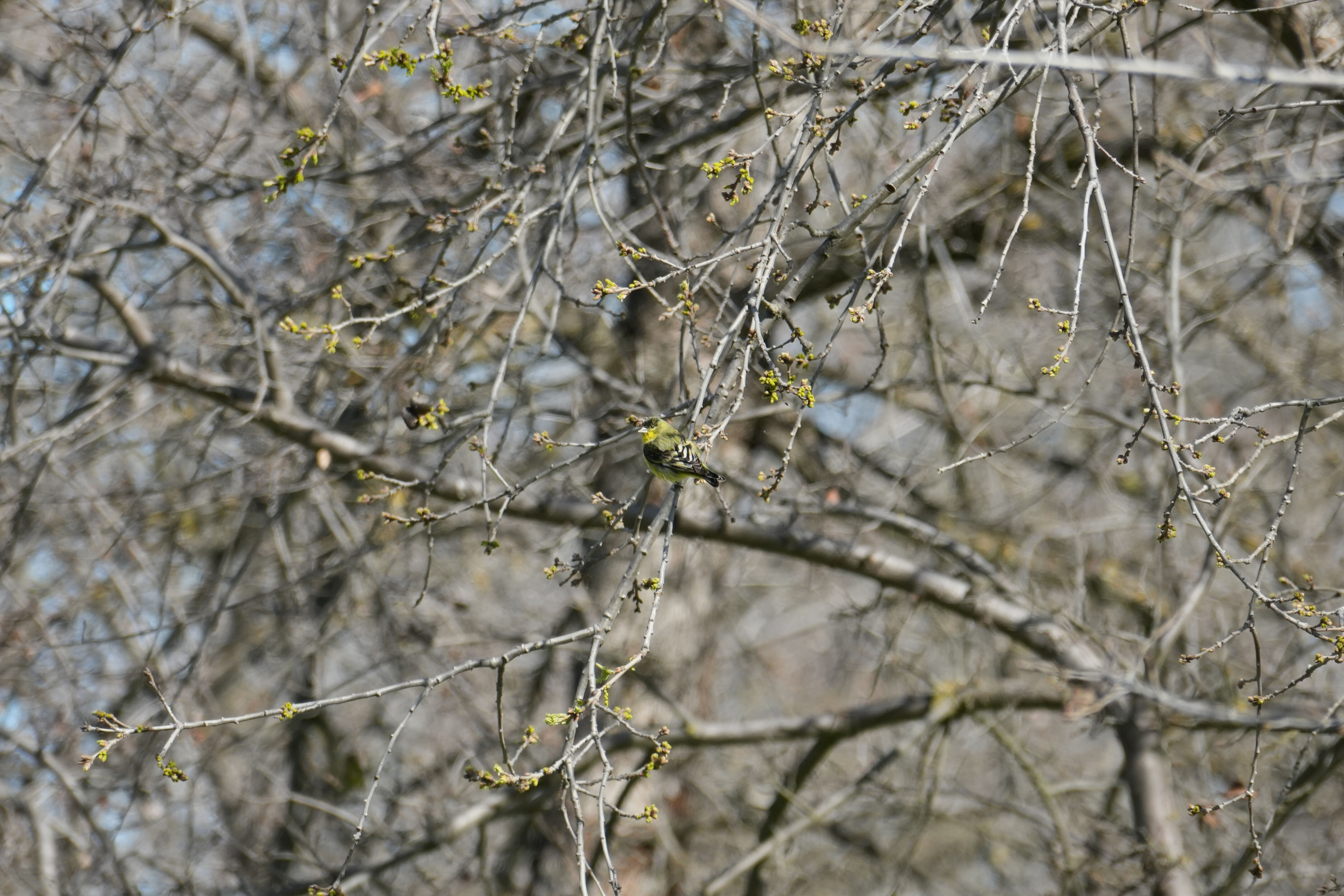 Marsh Creek Regional Trail