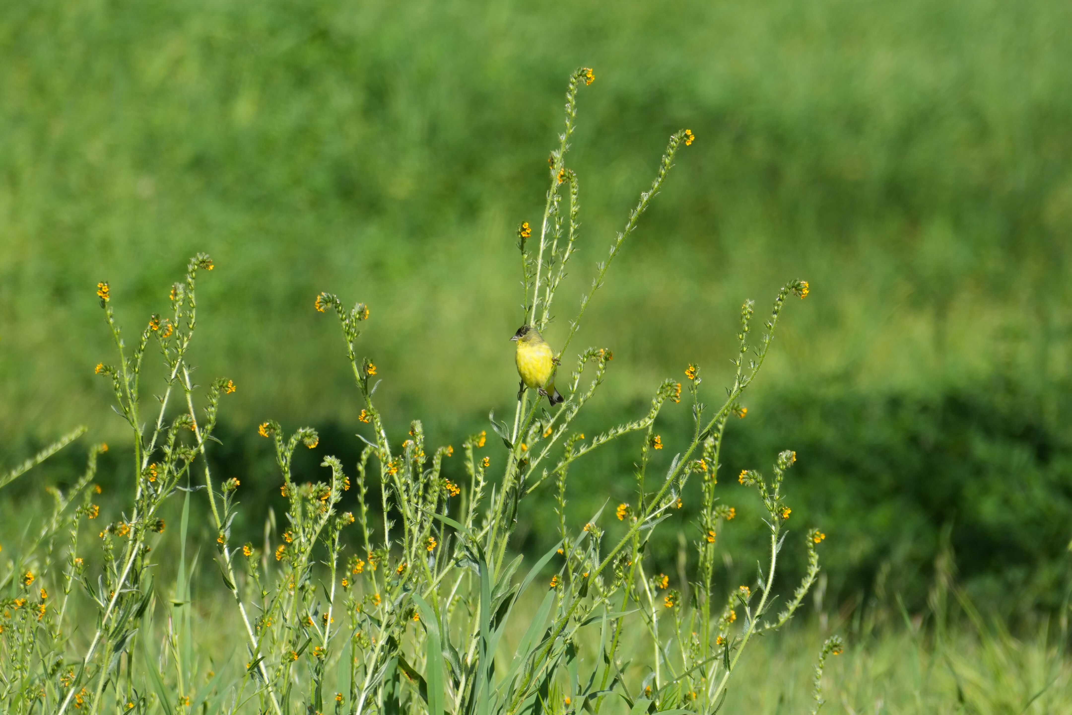 Marsh Creek Regional Trail
