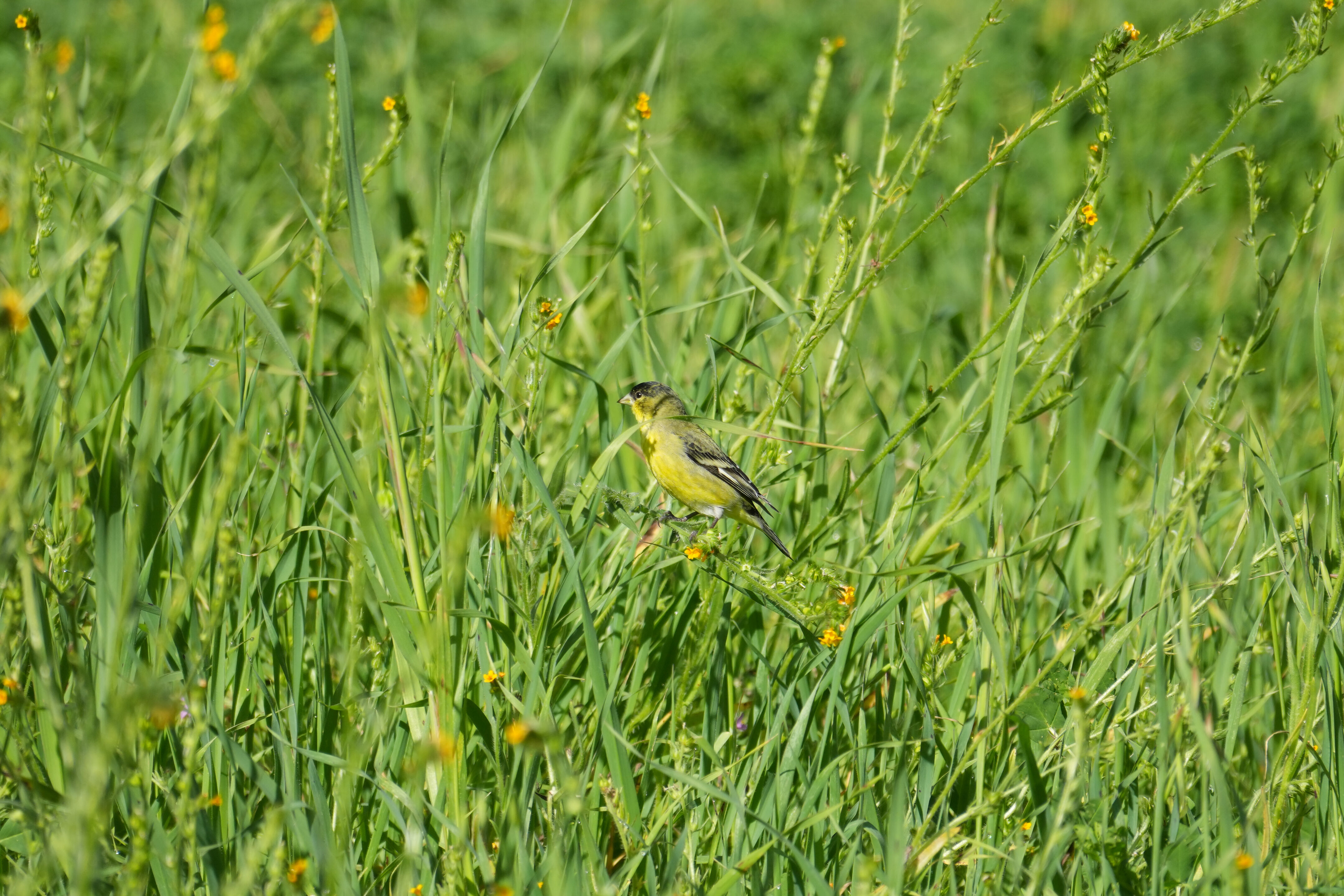 Marsh Creek Regional Trail