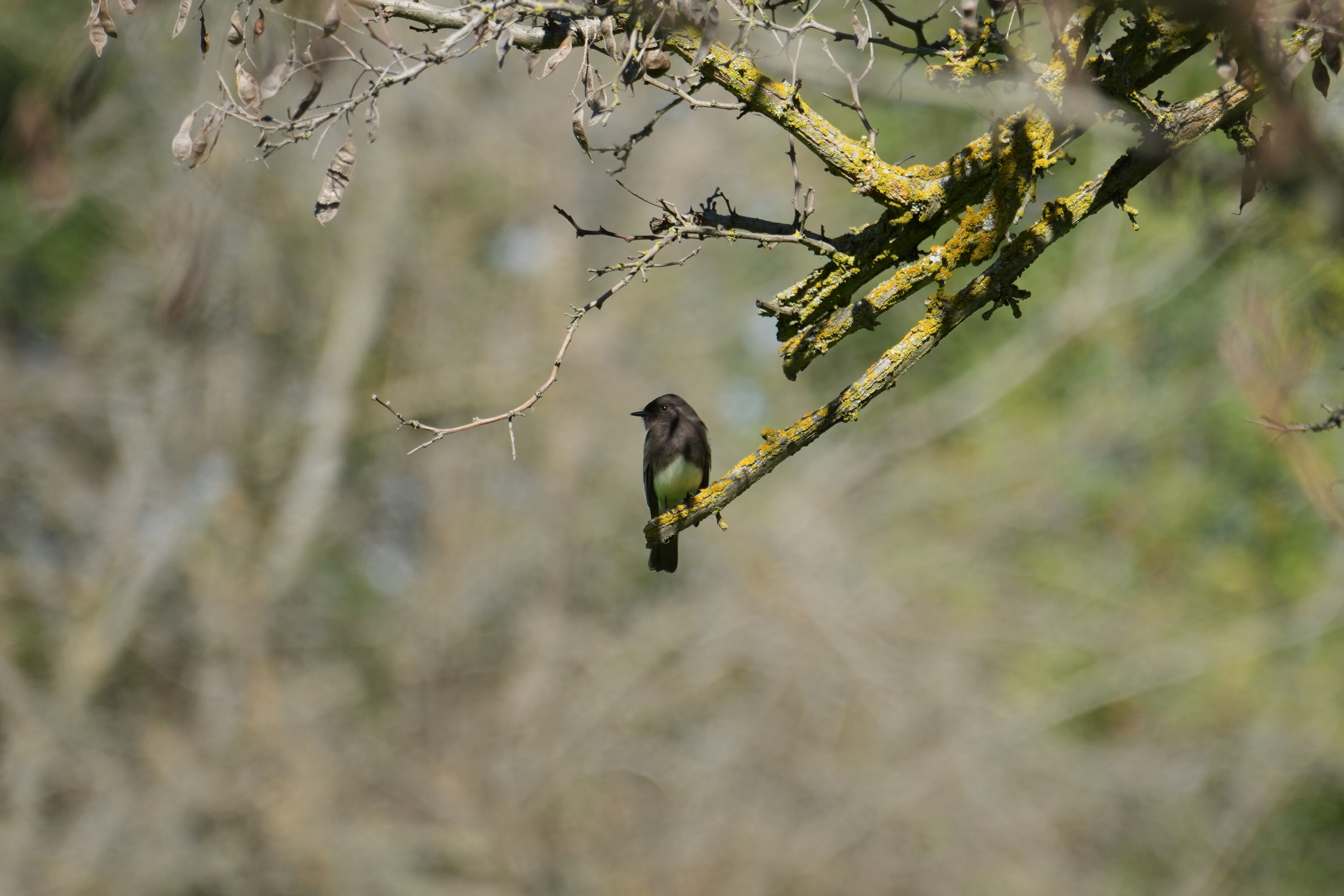 Marsh Creek Regional Trail