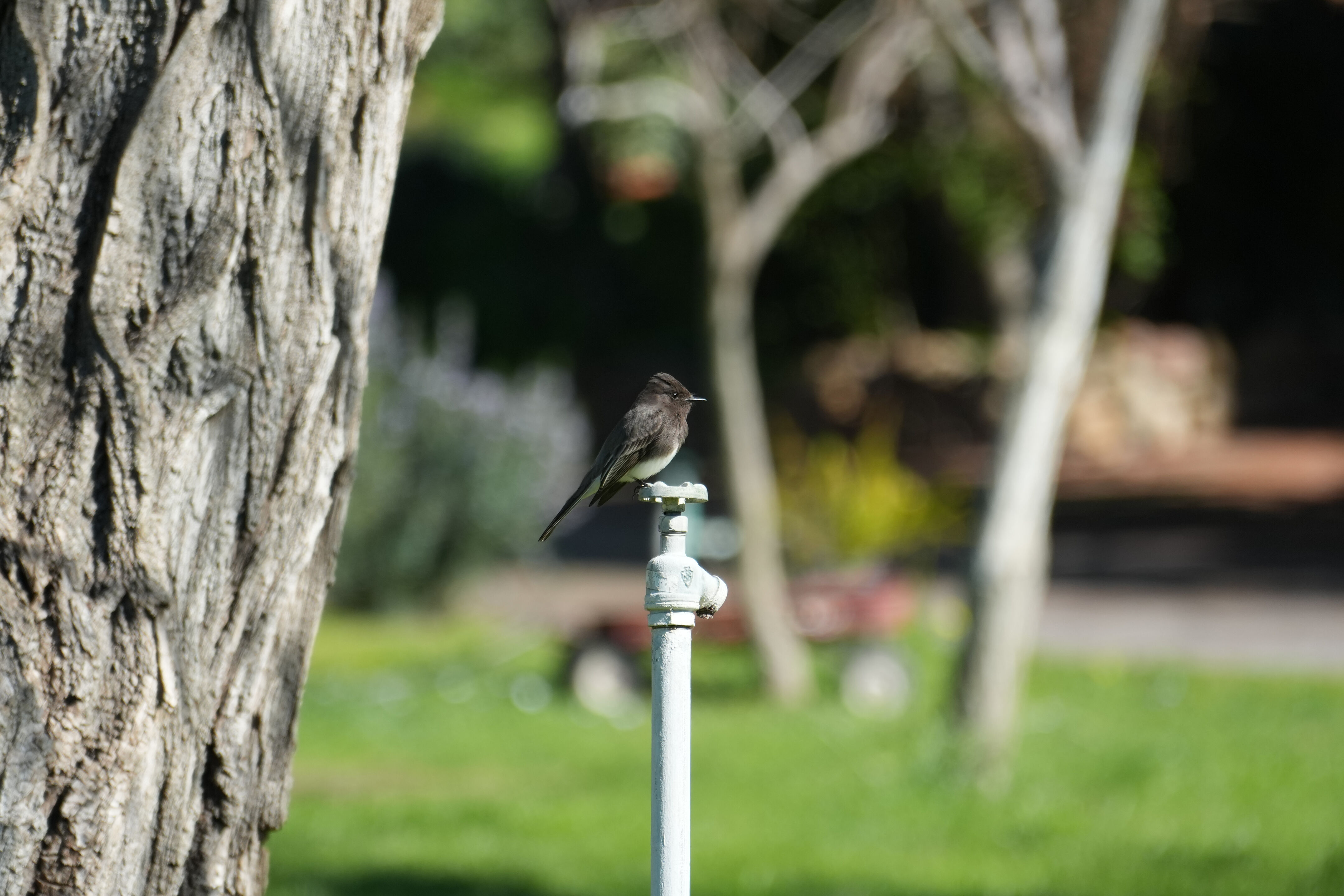 Marsh Creek Regional Trail