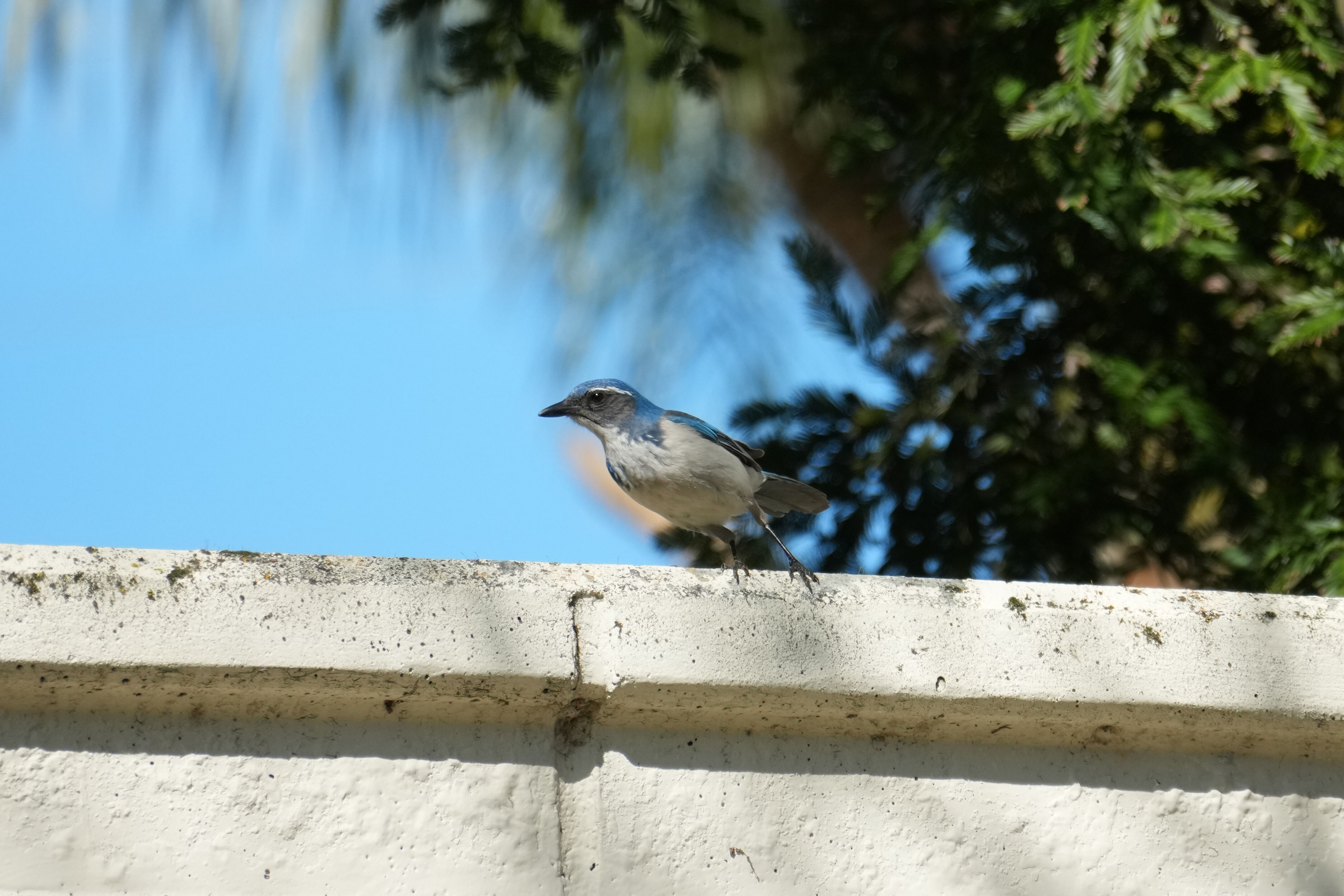 Marsh Creek Regional Trail