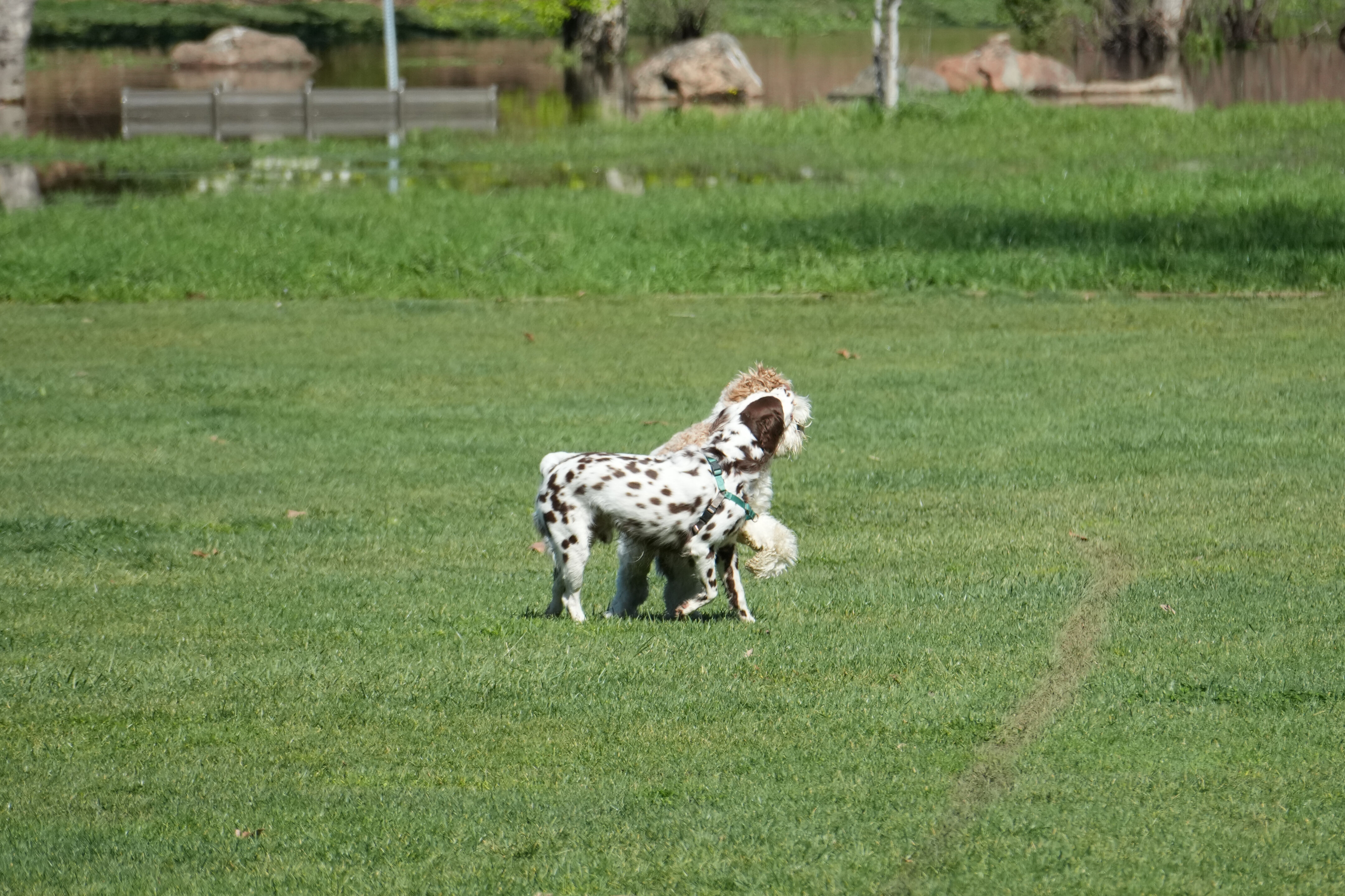 Marsh Creek Regional Trail