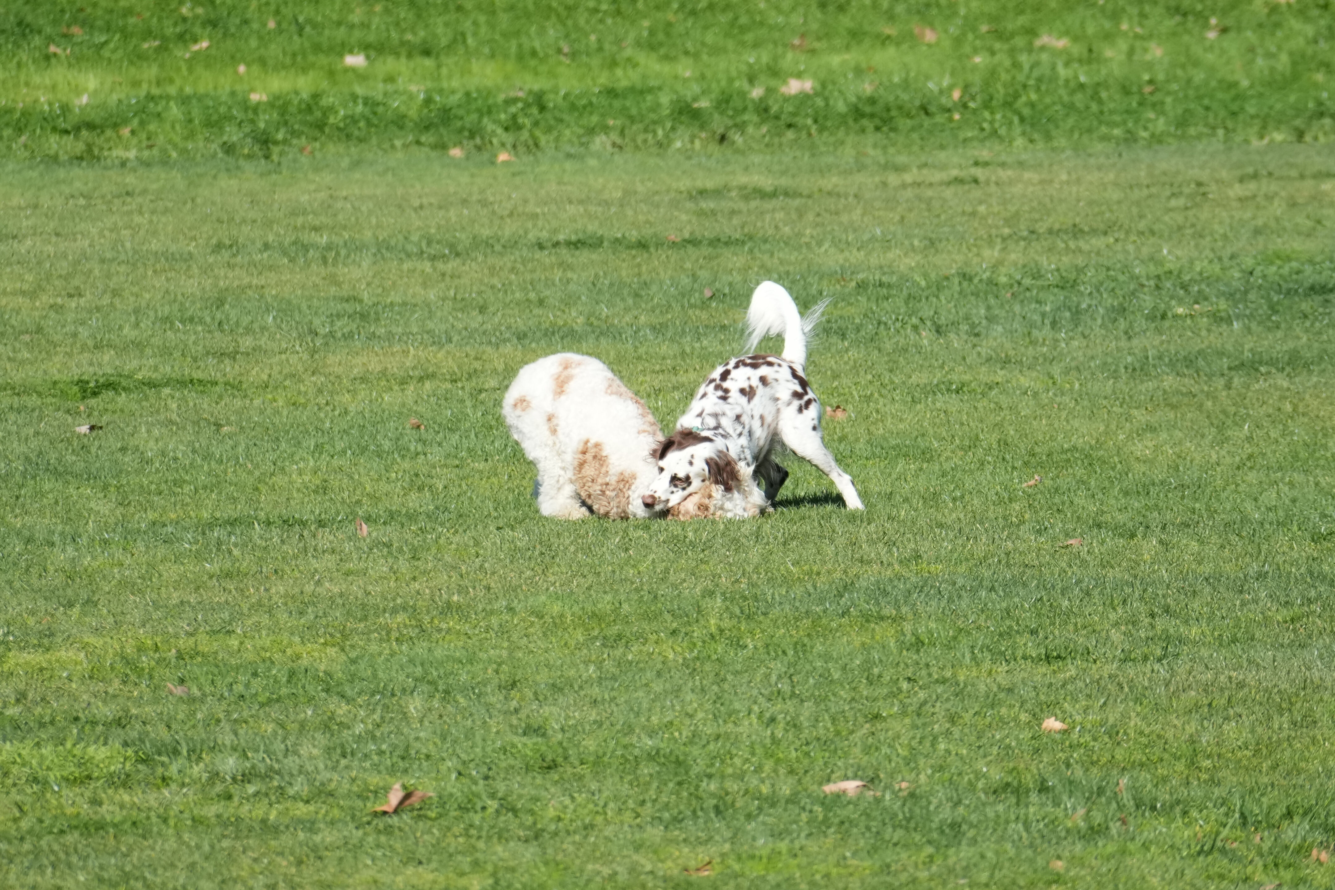 Marsh Creek Regional Trail