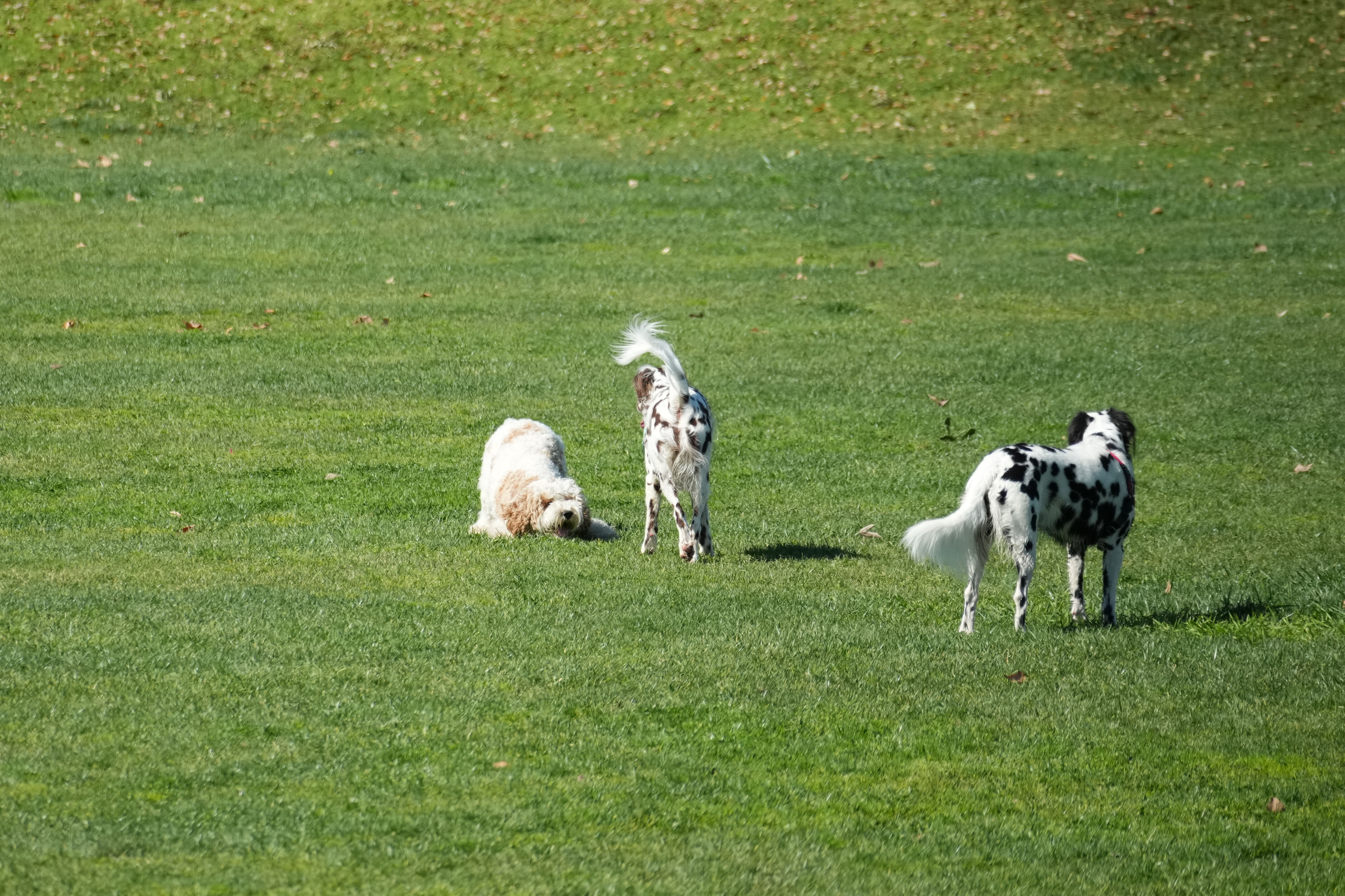 Marsh Creek Regional Trail