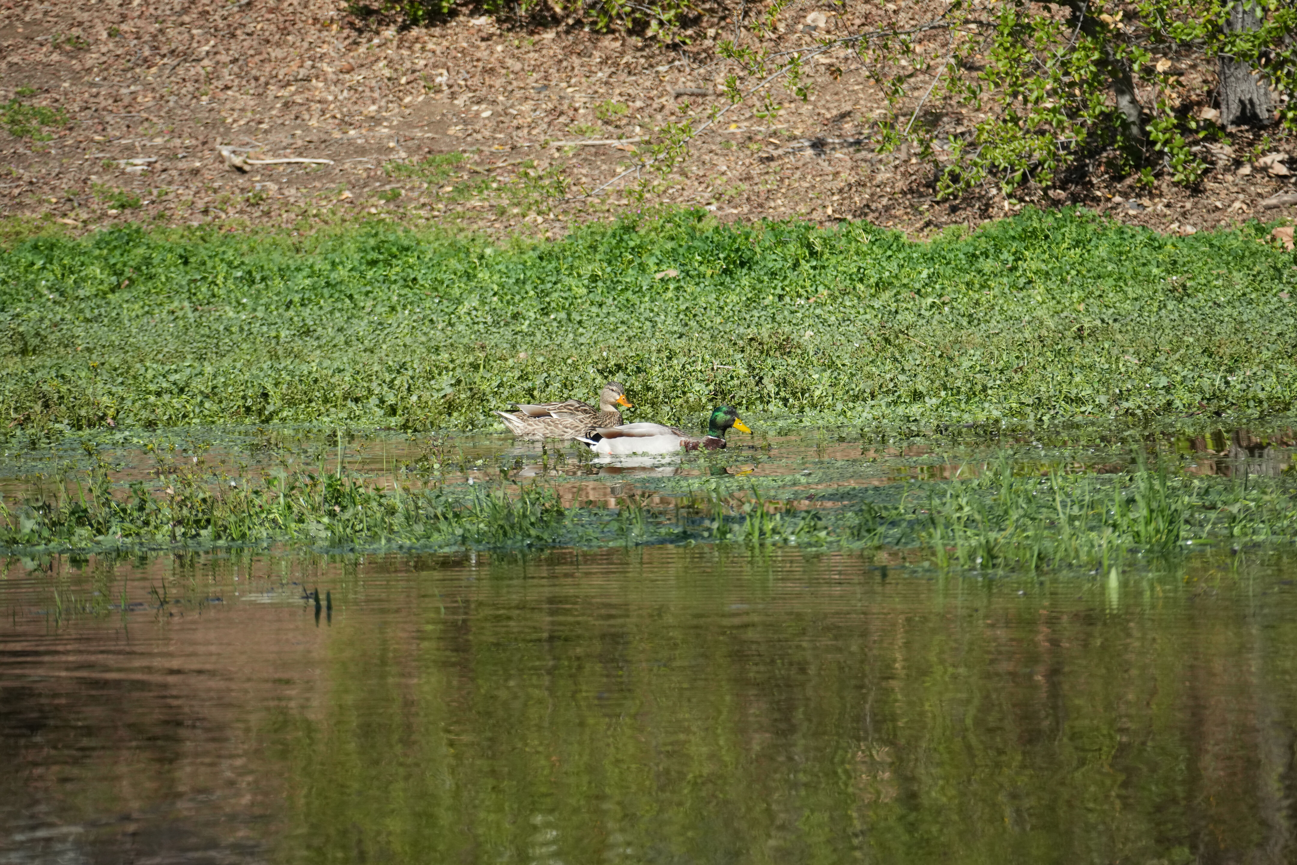 Marsh Creek Regional Trail