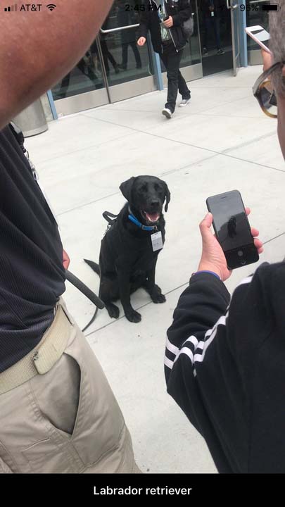 Labrador Retriever