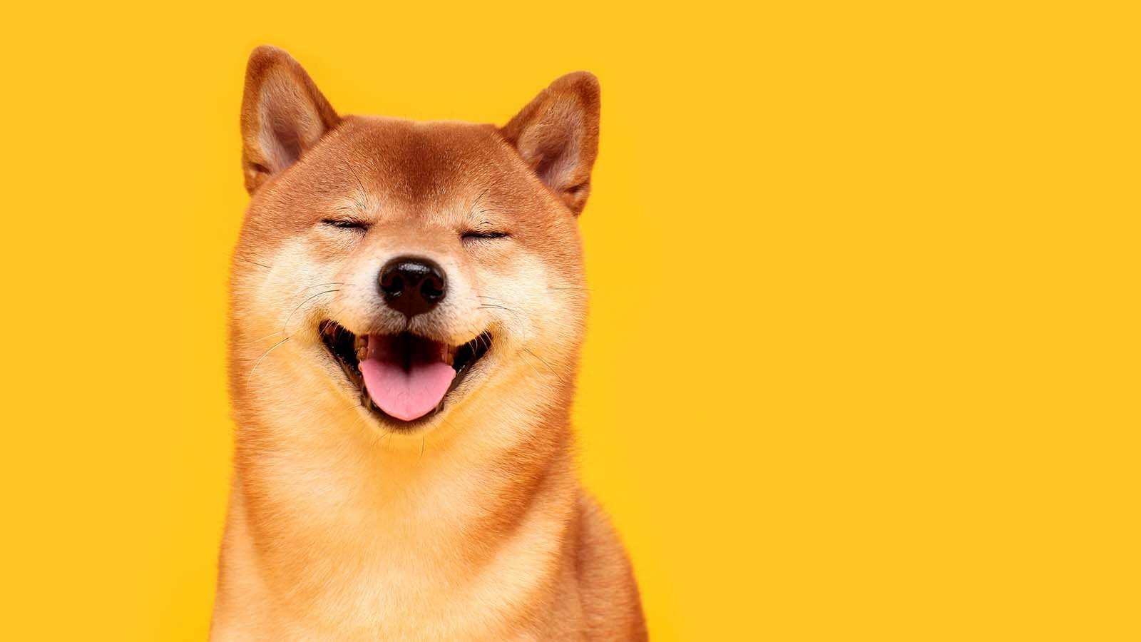 shiba