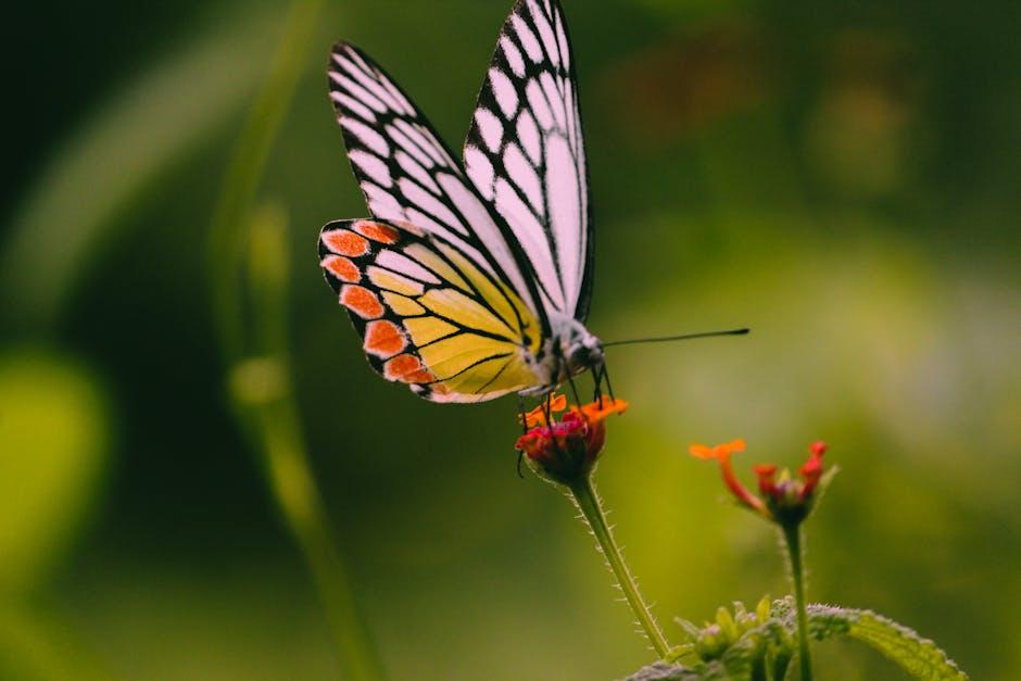 A delicate butterfly with colorful wings perched on a blooming flower in nature.