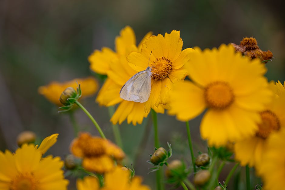 Close-up of a white butterfly perched on vibrant yellow flowers in natural setting.