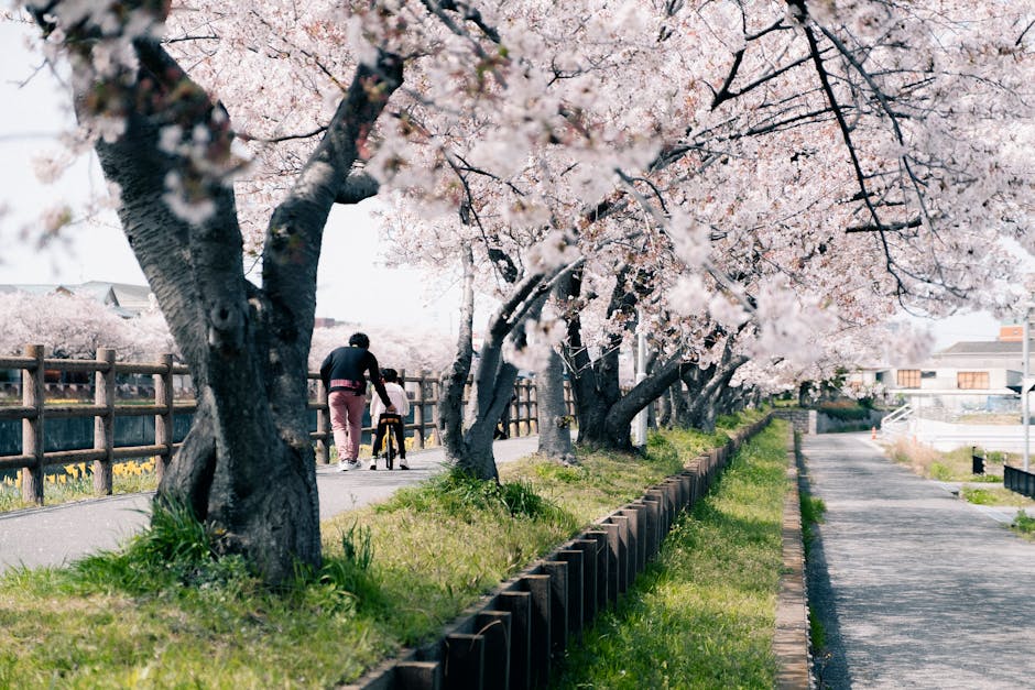 Beautiful cherry blossom trees line a walkway, capturing the essence of spring.