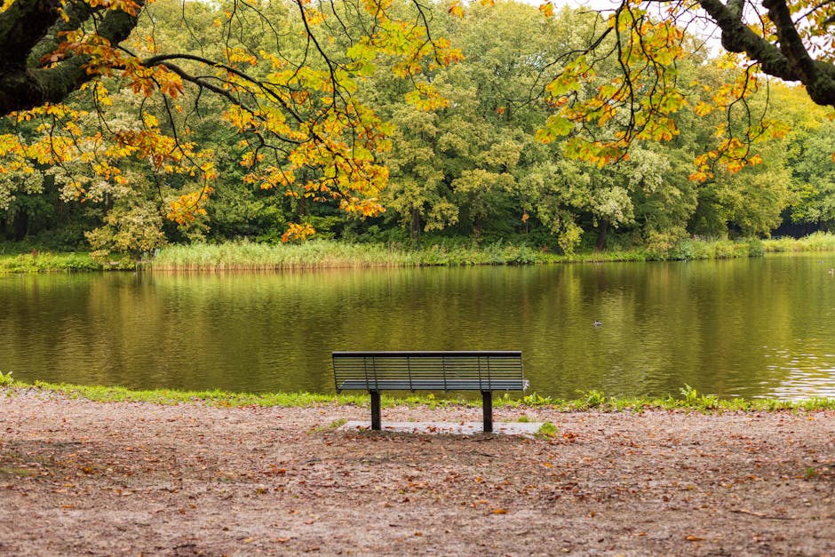 Peaceful autumn scene with a bench overlooking a lake in Den Haag park.