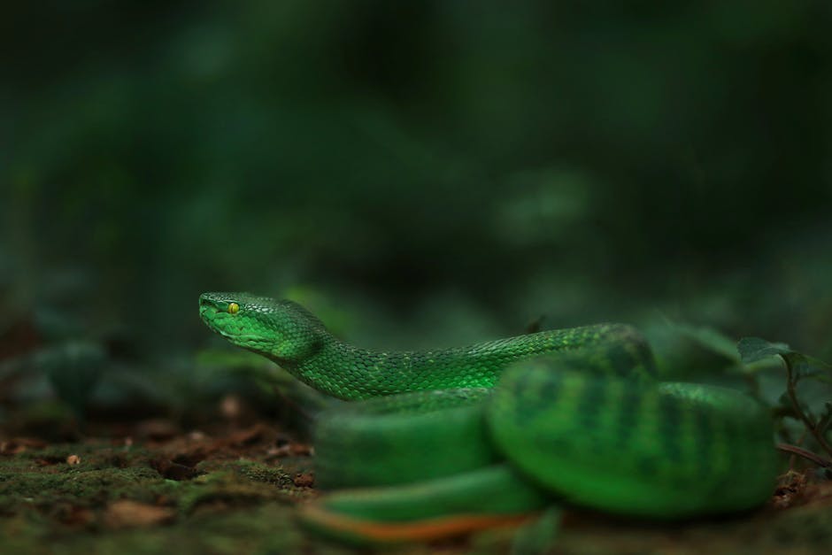 Close-up of a vibrant green pit viper coiled on forest floor, showcasing its scales.