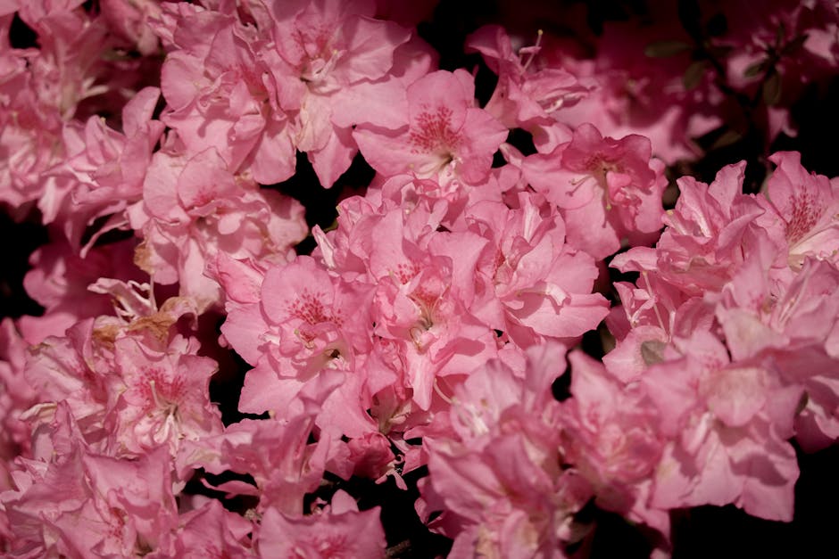 Close-up of vibrant pink azaleas in full bloom showcasing nature's beauty.