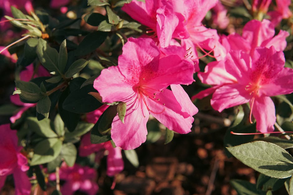 Close-up of vibrant pink azalea flowers with lush green leaves outdoors.