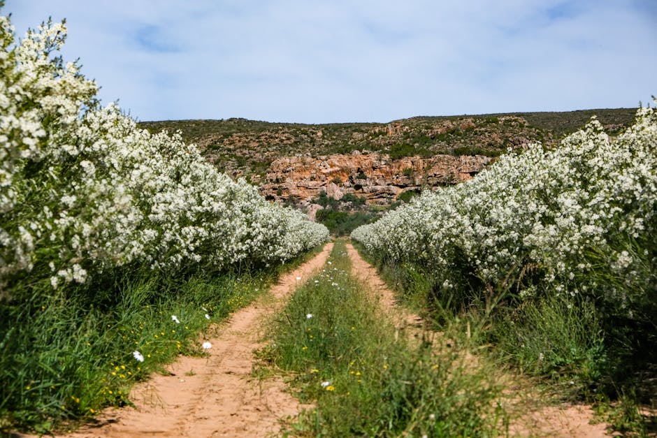 Beautiful dirt road through a vibrant flower field in Citrusdal, South Africa, under a sunny sky.