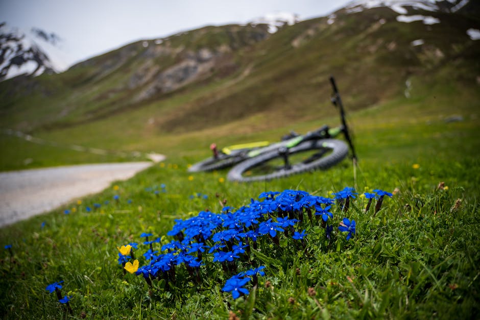 Vibrant wildflowers and a bicycle on a scenic mountain trail in Livigno, Italy.