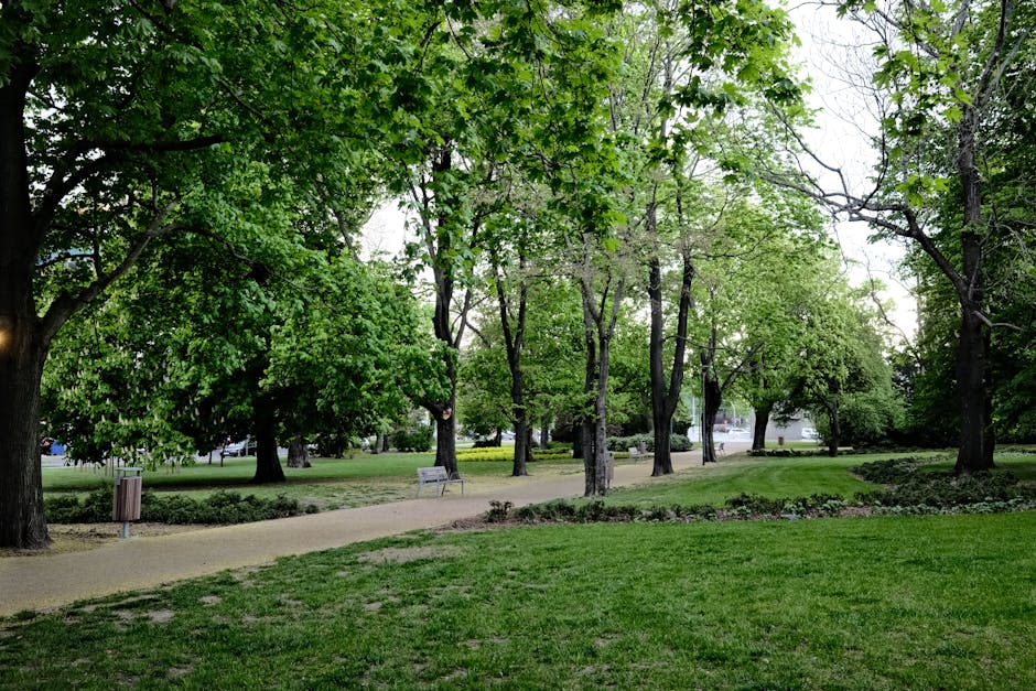 A tranquil park scene with lush green trees and a curving pathway. Perfect for nature lovers.