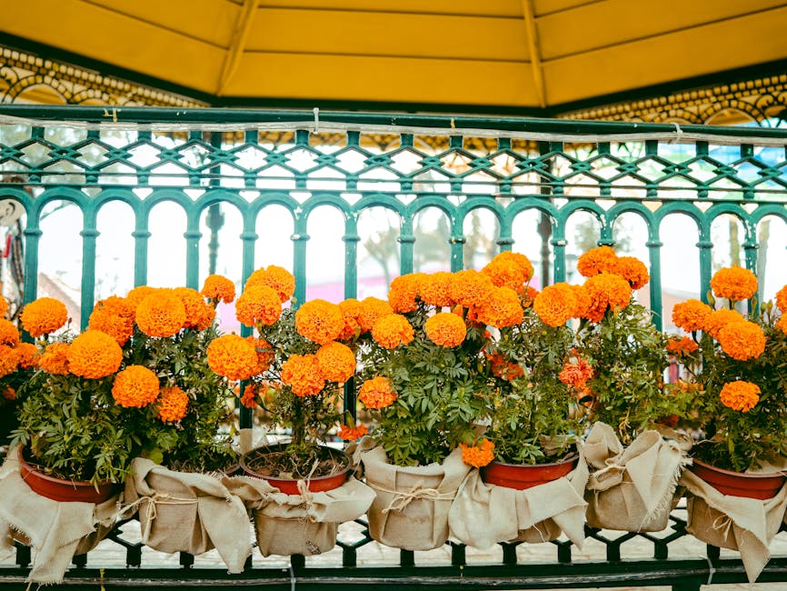 Bright orange marigold flowers in pots with burlap wrapping in an outdoor decorative setting.
