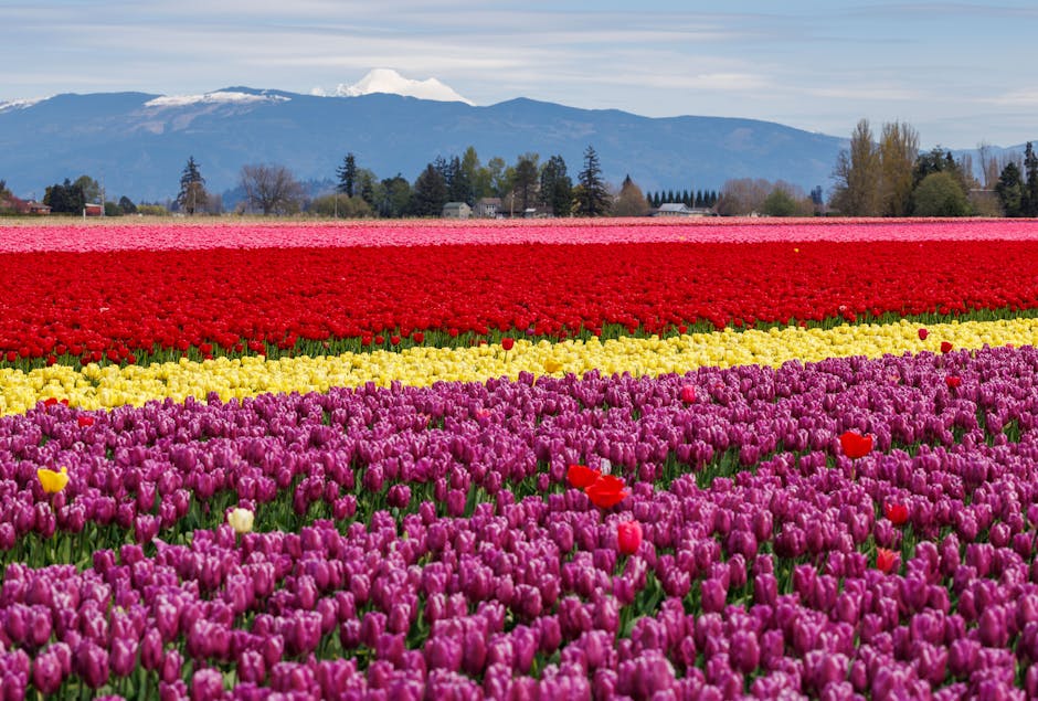 Colorful rows of tulips against a majestic mountain landscape in spring.
