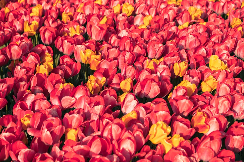 A colorful field of red and yellow tulips in full bloom during spring.