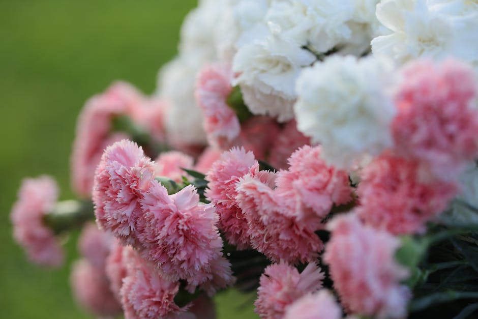 Vibrant pink and white carnations blooming in a garden setting.