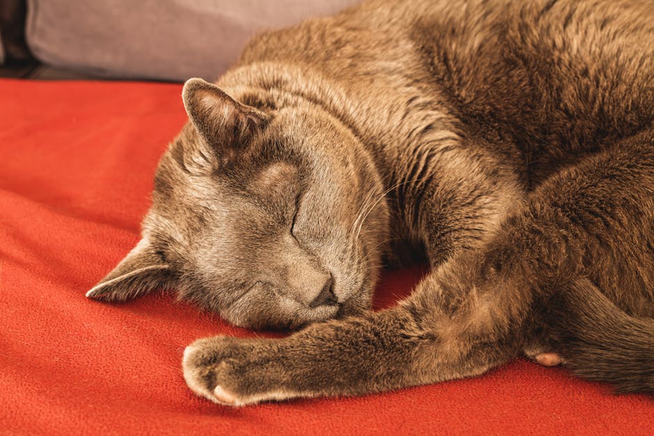 A peaceful cat sleeping soundly on a vibrant red blanket indoors.