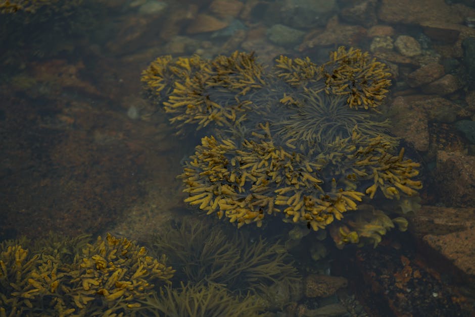Close-up of yellow seaweed growing on rocks in a calm ocean tide pool.