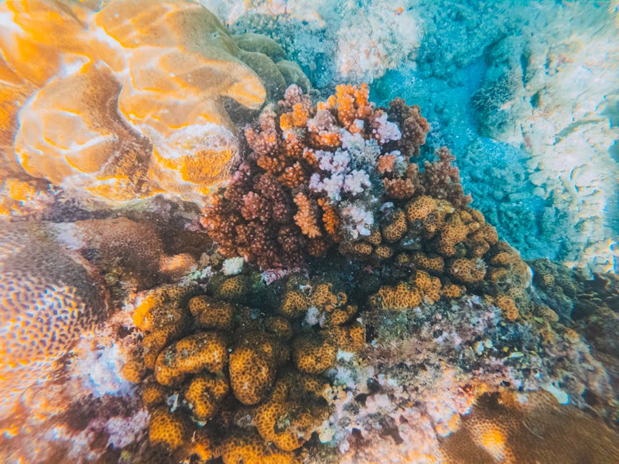 Colorful coral colonies thriving underwater, showcasing marine biodiversity and vivid beauty.