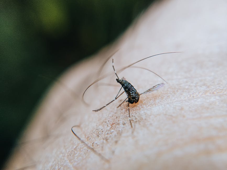 Close-up view of a mosquito biting human skin, showcasing detail in a natural setting.