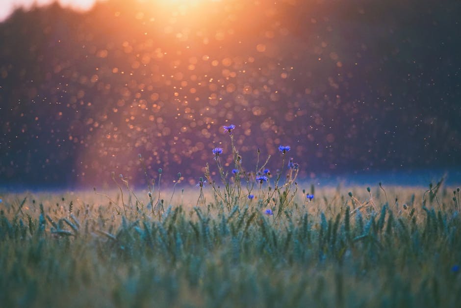 A serene summer sunset over a meadow with cornflowers in Krummin, Germany.