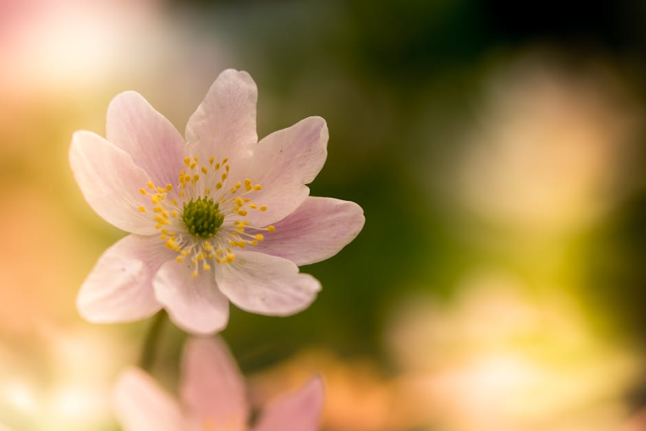 A beautiful close-up of a delicate spring flower in full bloom, showcasing its soft petals and vibrant colors.