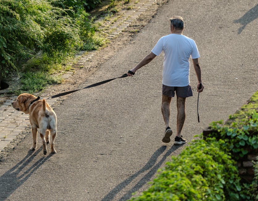 A man takes a leisurely walk with his Labrador Retriever on a sunlit pathway bordered by greenery.